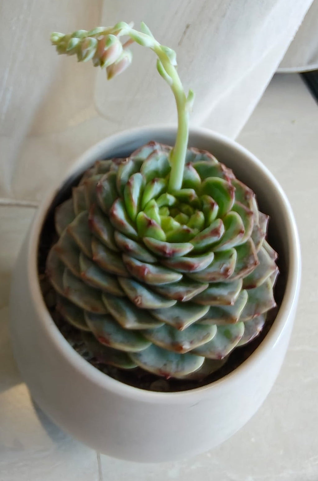Succulent Egg-Shaped Ceramic Planter – Echeveria 'Red Velvet'