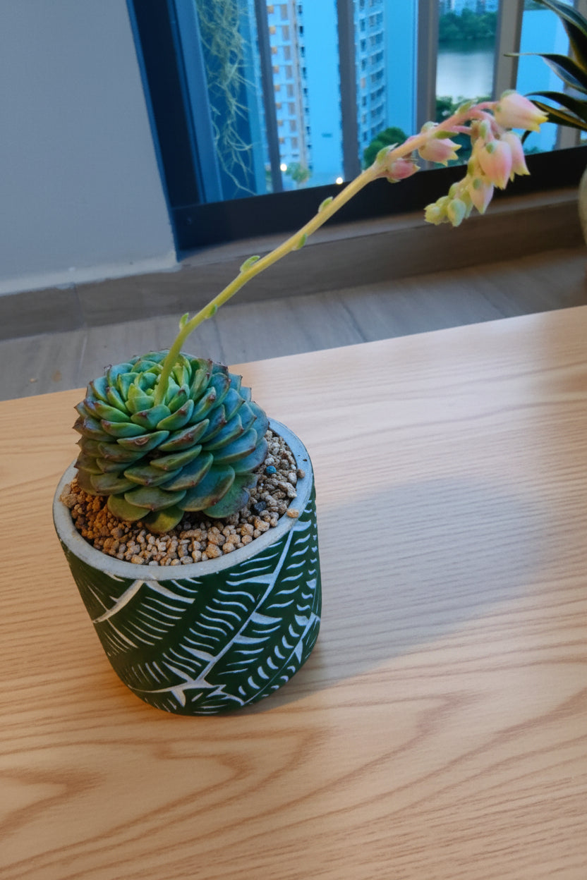 Succulent Whispering Leaves Planter – Echeveria 'Red Velvet' - SlowBloomGreens