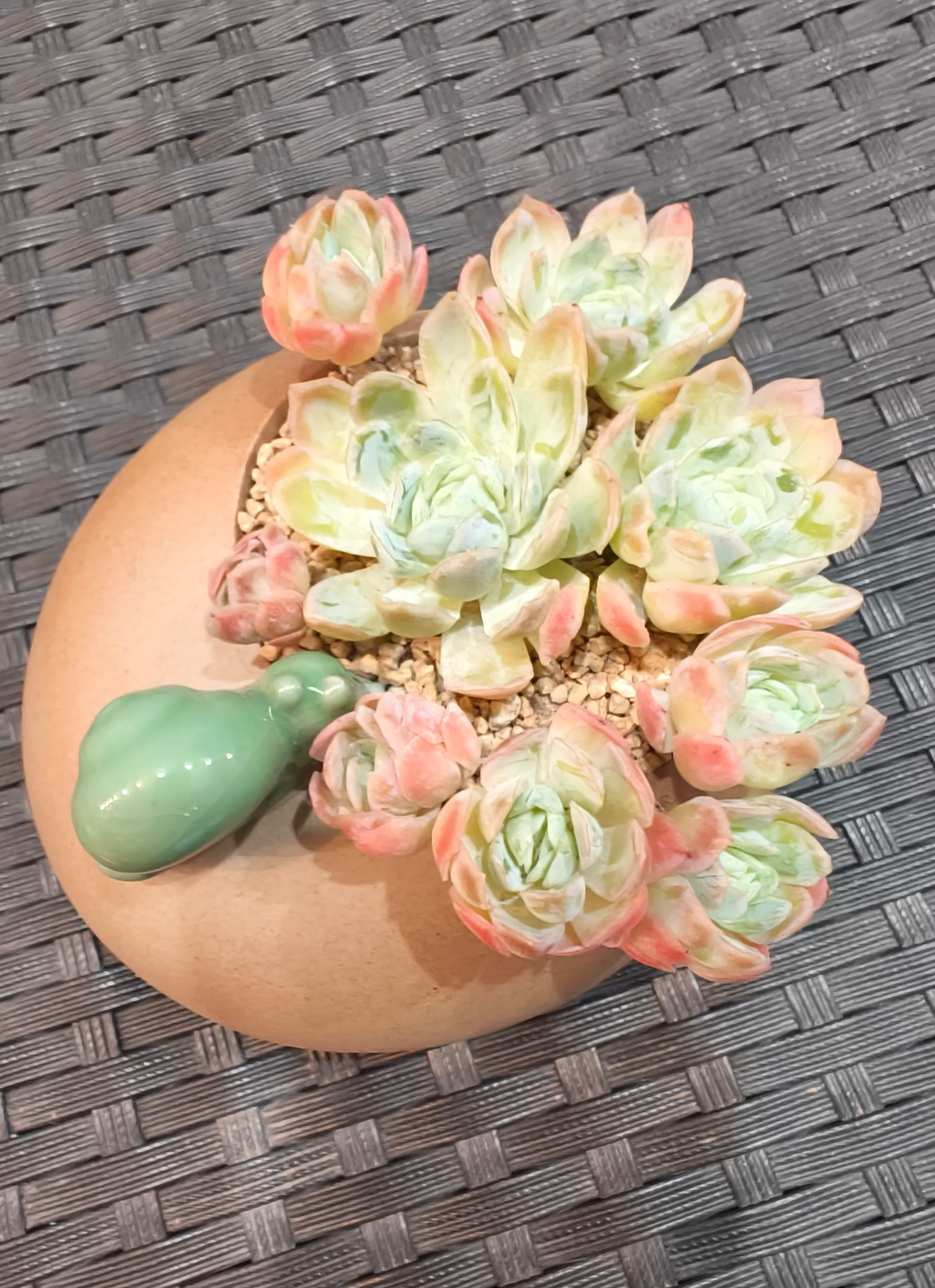 Succulent Snail Planter – Echeveria Elegans 'Raspberry Ice' - SlowBloomGreens
