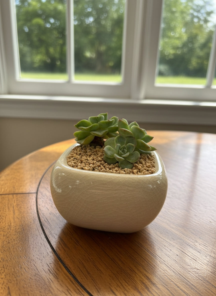 Succulent Zen Square White Planter – Echeveria 'Lime n Chili' - SlowBloomGreens