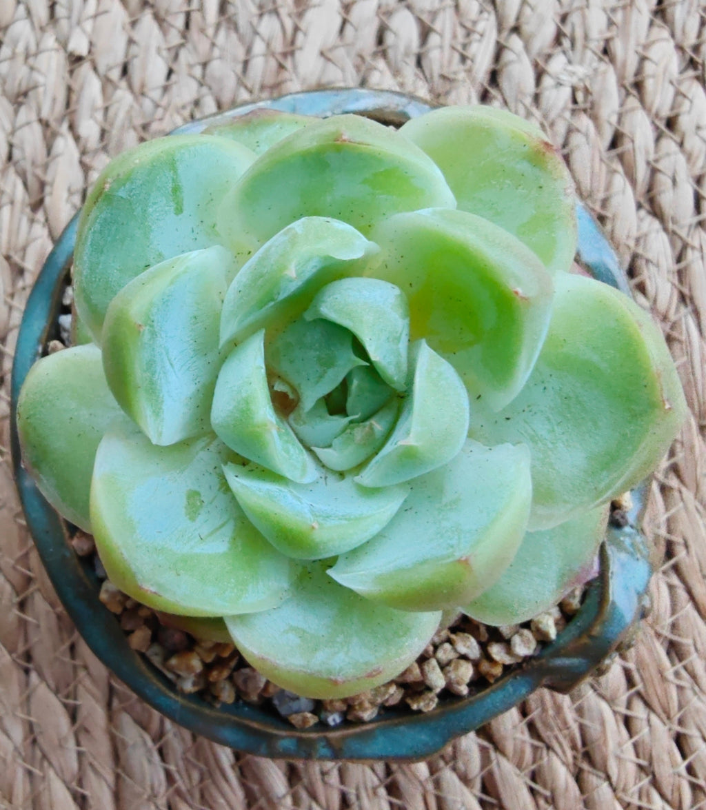 Vintage Teal Succulent Planter – Echeveria Elegans
