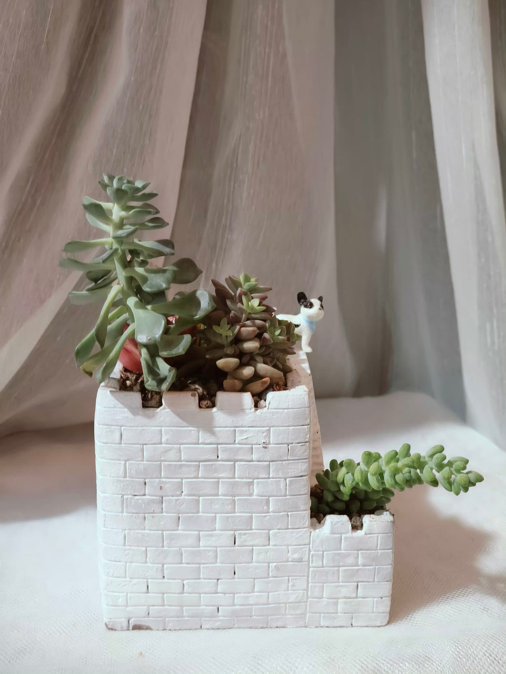 Succulent Sakura Blue - Sedum Lucidum - SlowBloomGreens