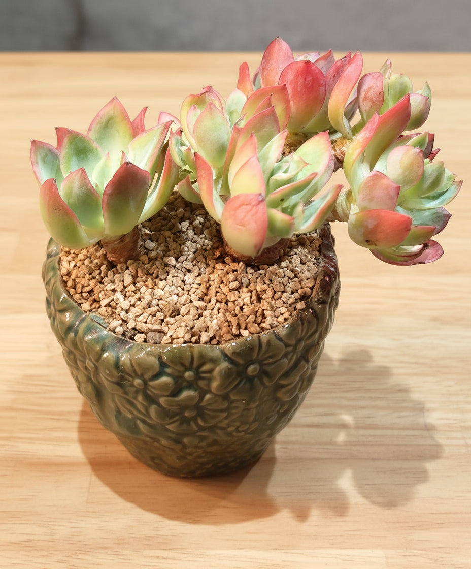 Succulent Rustica Flora Planter – Echeveria 'Silk Veil' - SlowBloomGreens