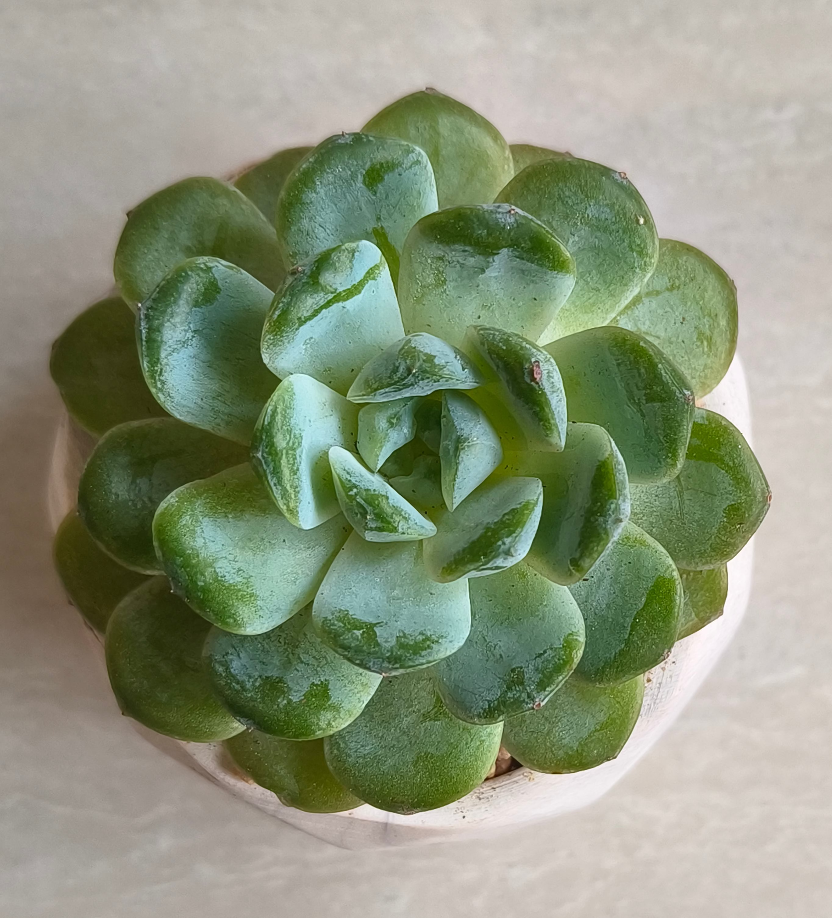 Succulent Classic Marble Ash Planter – Echeveria Ice Green - SlowBloomGreens