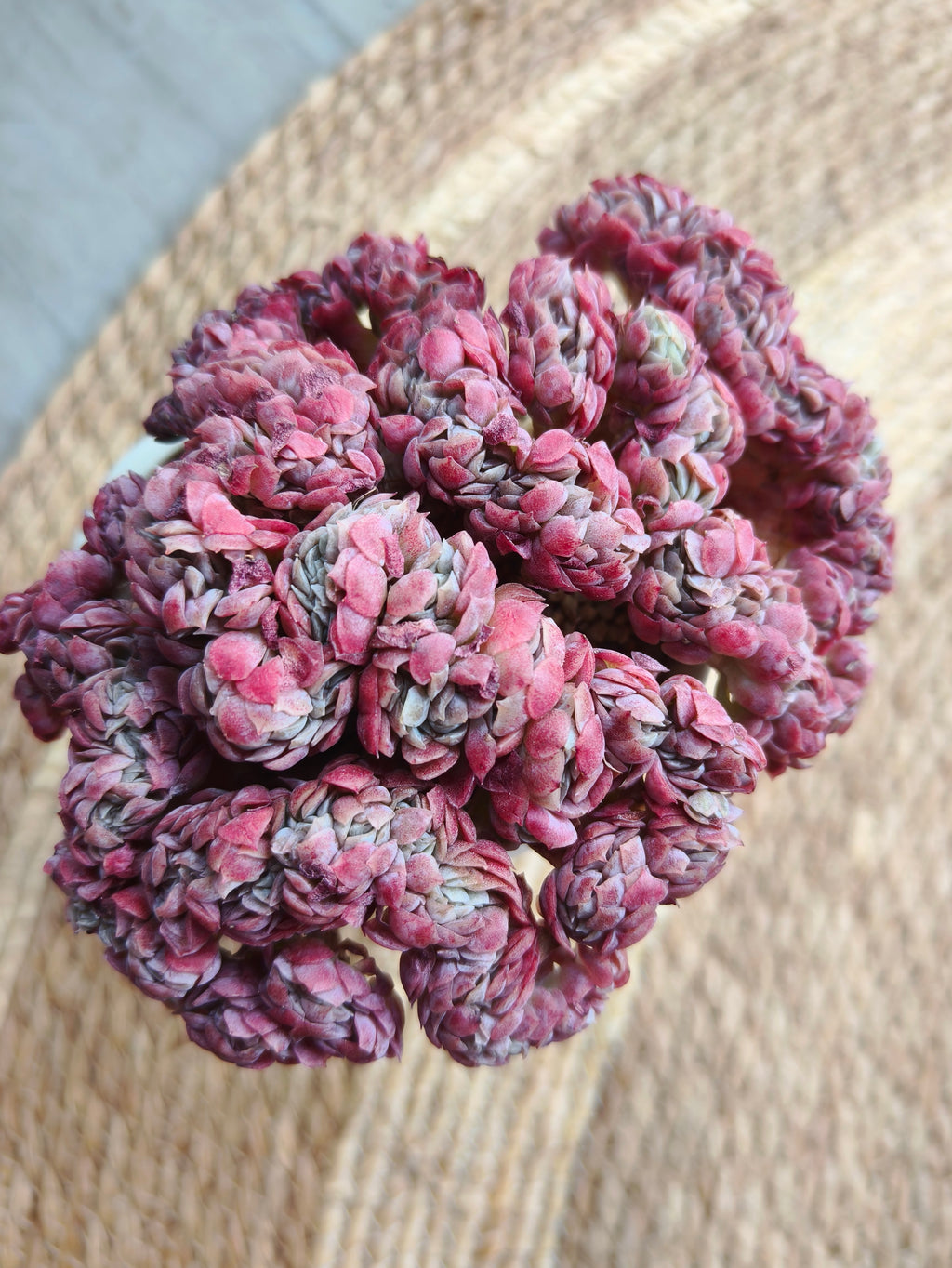 Succulent Serene Muse Face Planter – Echeveria Raspberry crested *Sales 18% - SlowBloomGreens