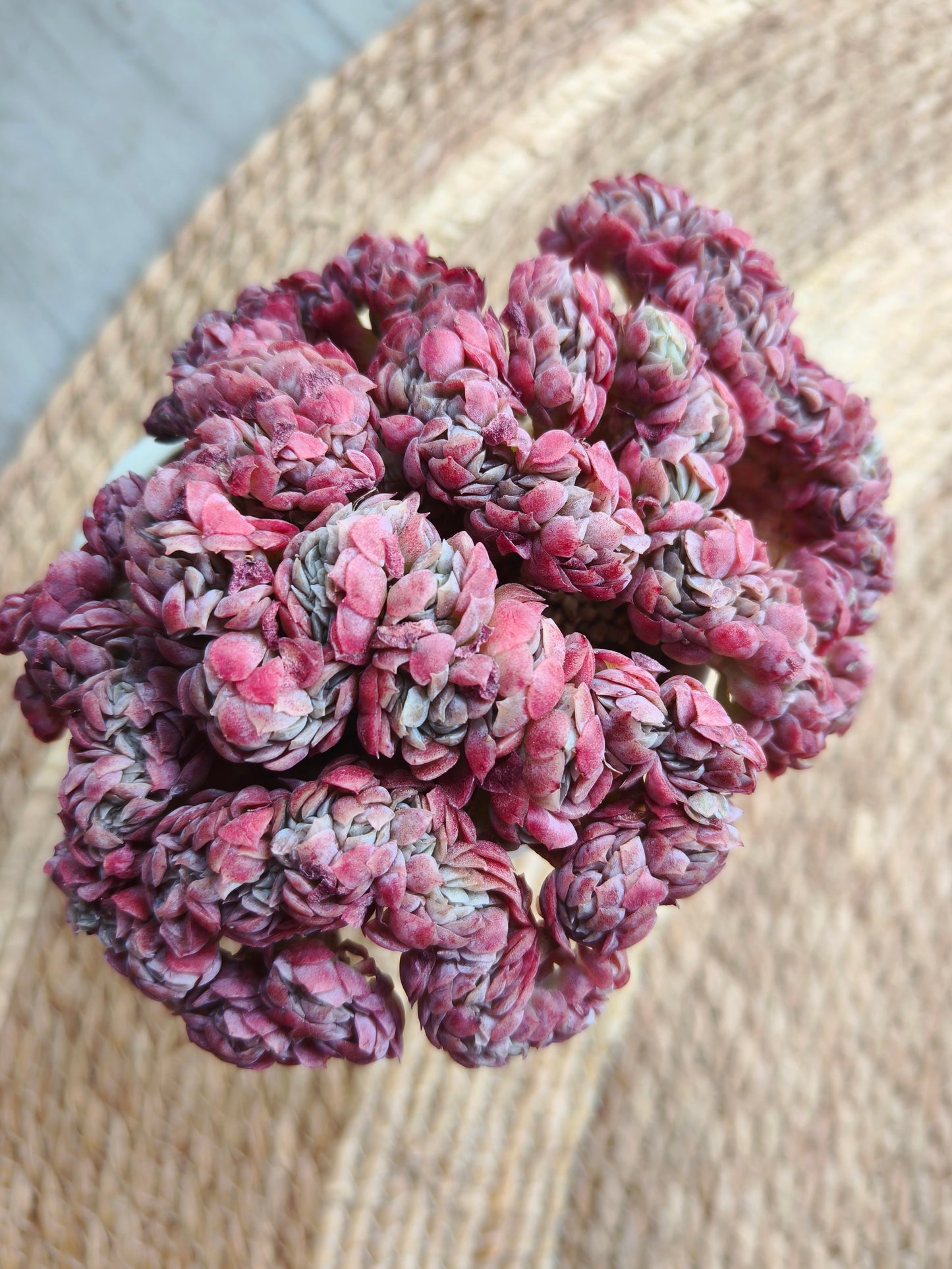 Succulent Serene Muse Face Planter – Echeveria Raspberry crested *Sales 18% - SlowBloomGreens