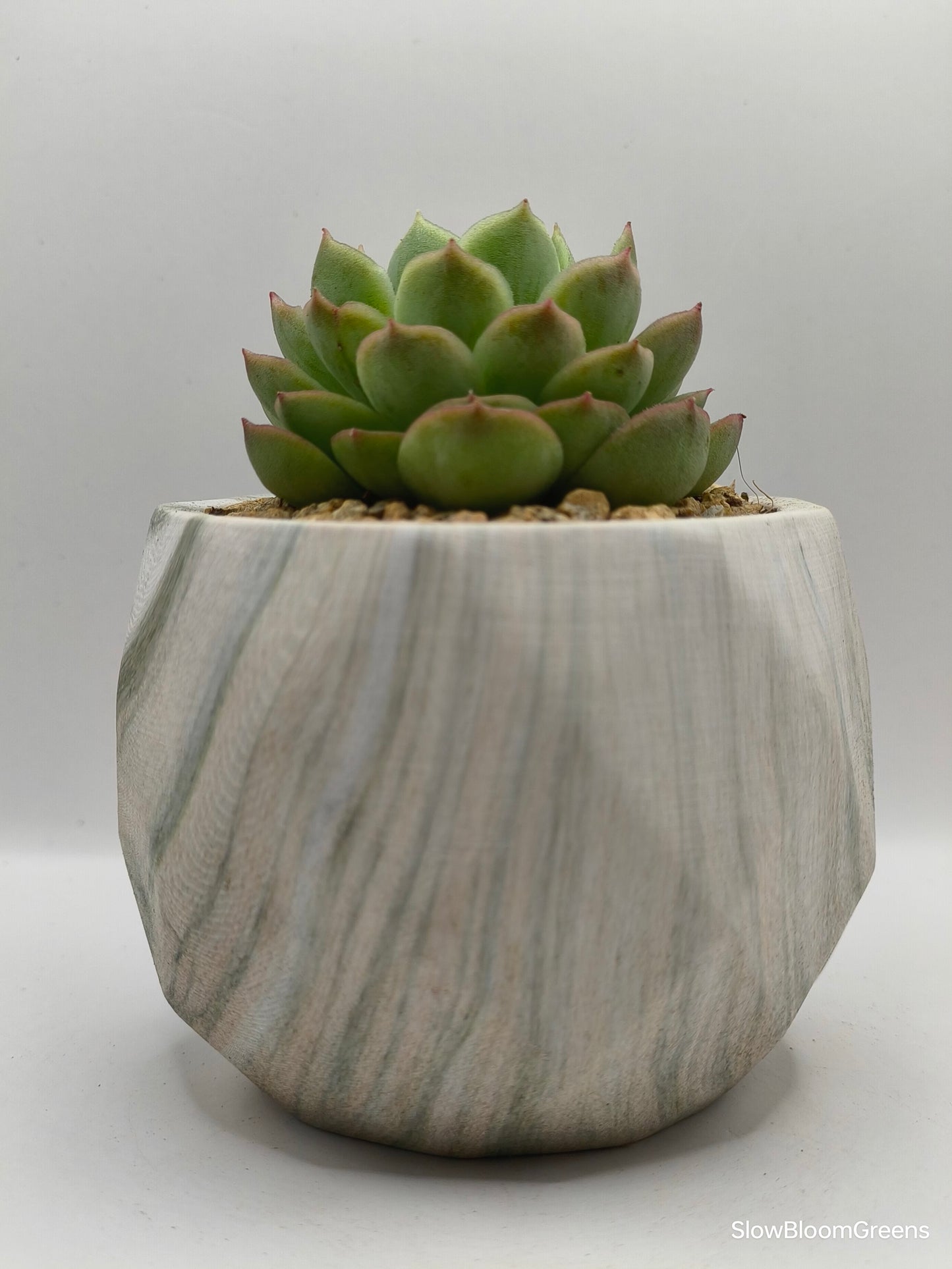 Succulent Classic Marble Earth Green Moss - SlowBloomGreens