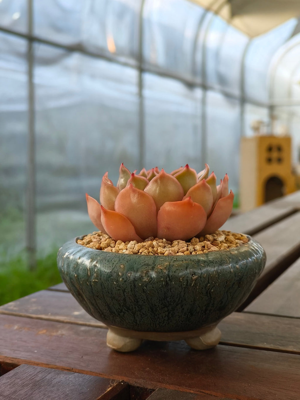 Succulent Rustica Ceramic Planter – Echeveria Brown Rose
