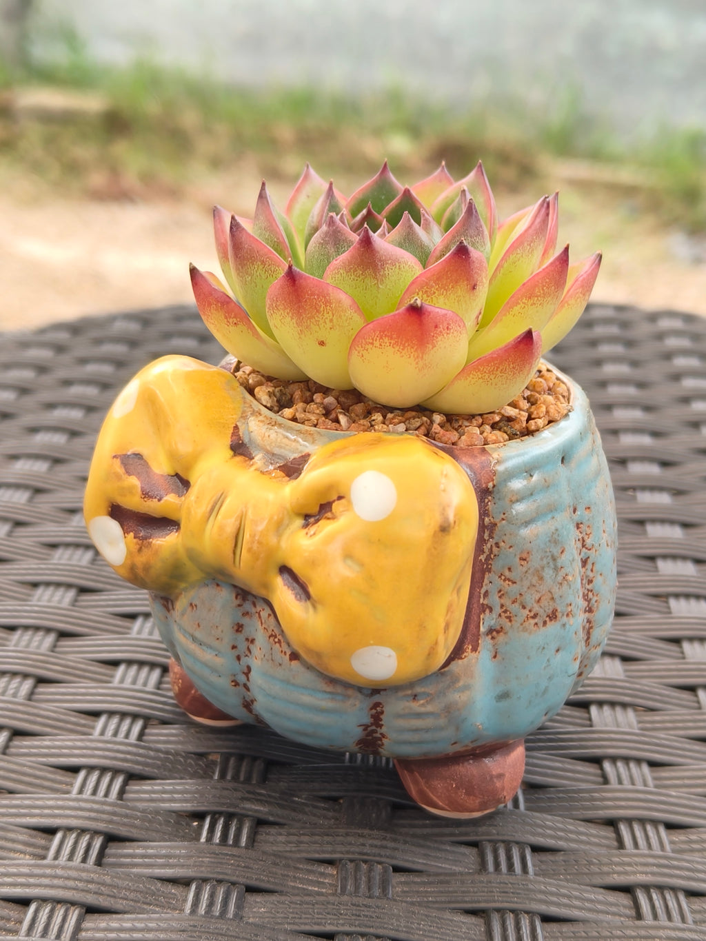 Succulent Festive Blue Bow Planter – Echeveria Agavoides 'Lipstick' - SlowBloomGreens