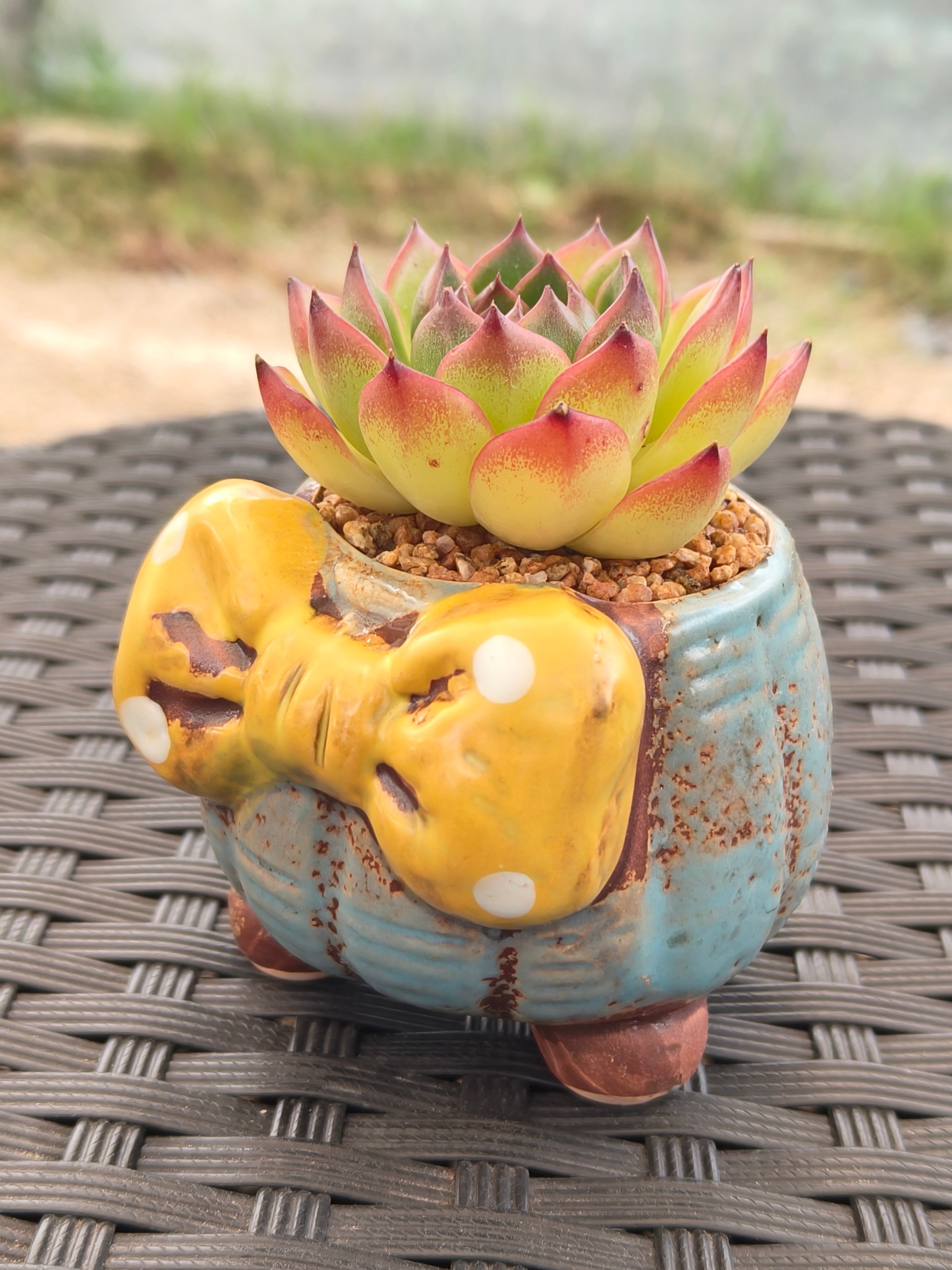 Succulent Festive Blue Bow Planter – Echeveria Agavoides 'Lipstick' - SlowBloomGreens
