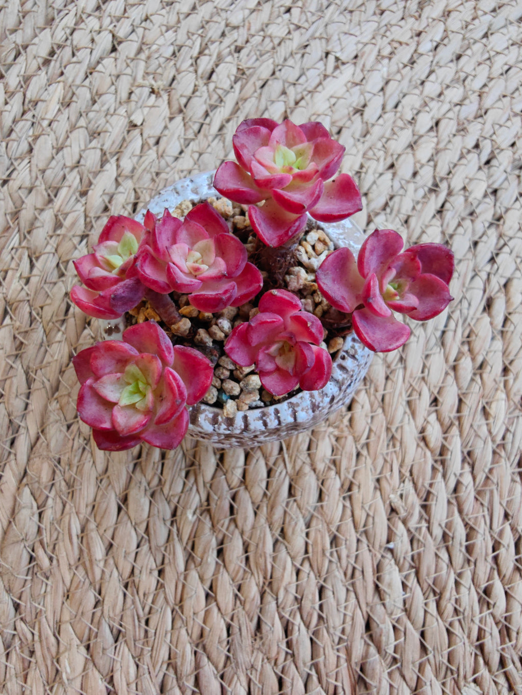 Rustic Bloom Succulent Planter – Sedeveria 'Letizia' - SlowBloomGreens
