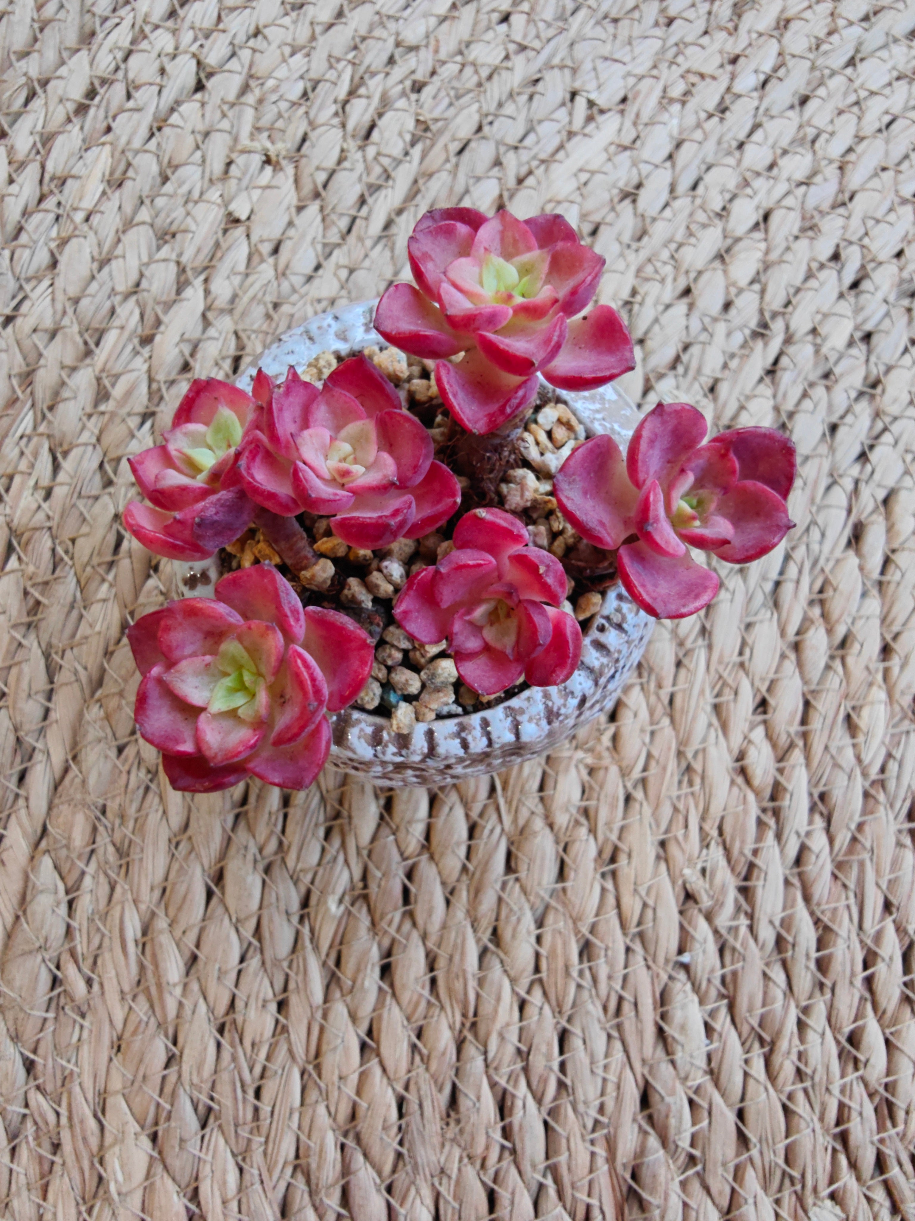 Rustic Bloom Succulent Planter – Sedeveria 'Letizia'