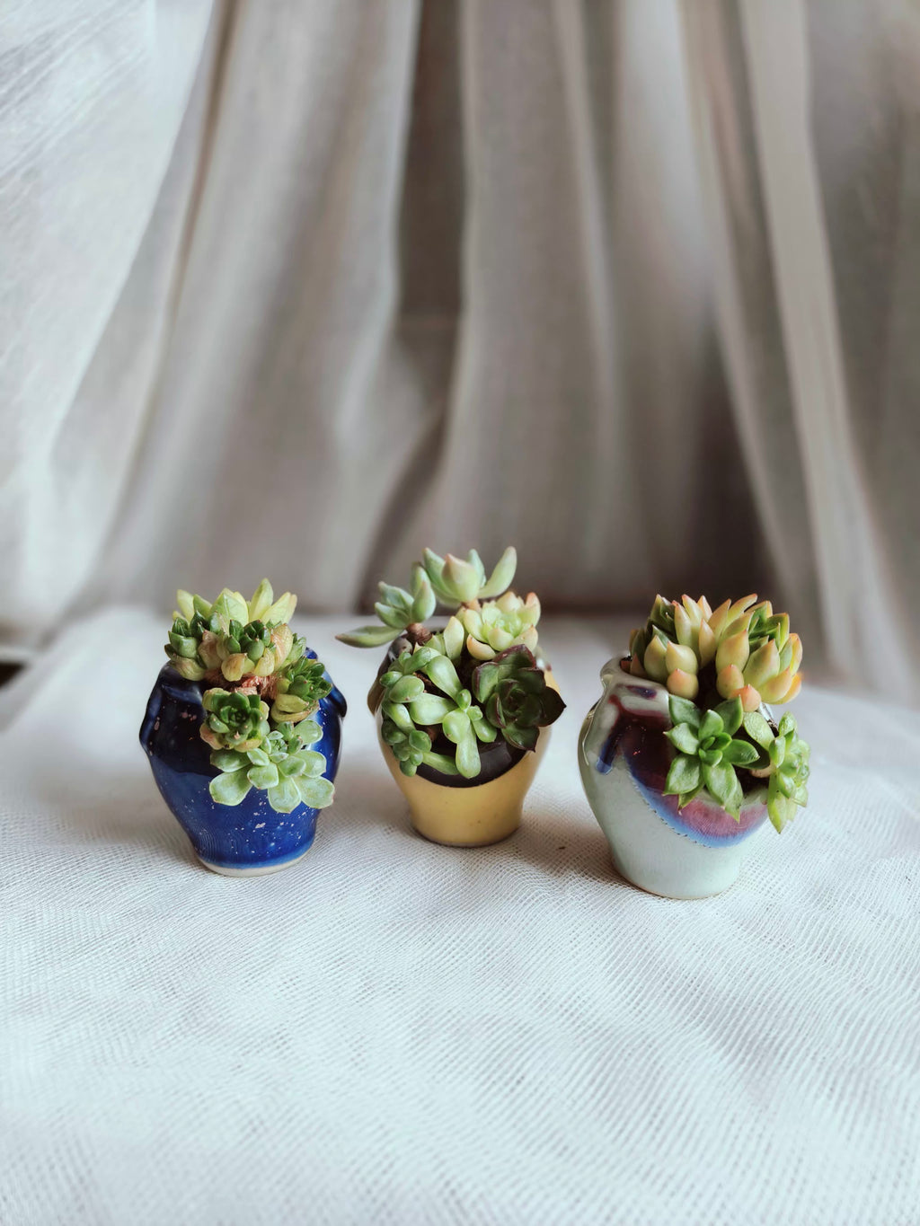 Succulent Sakura Blue - Sedum Lucidum - SlowBloomGreens