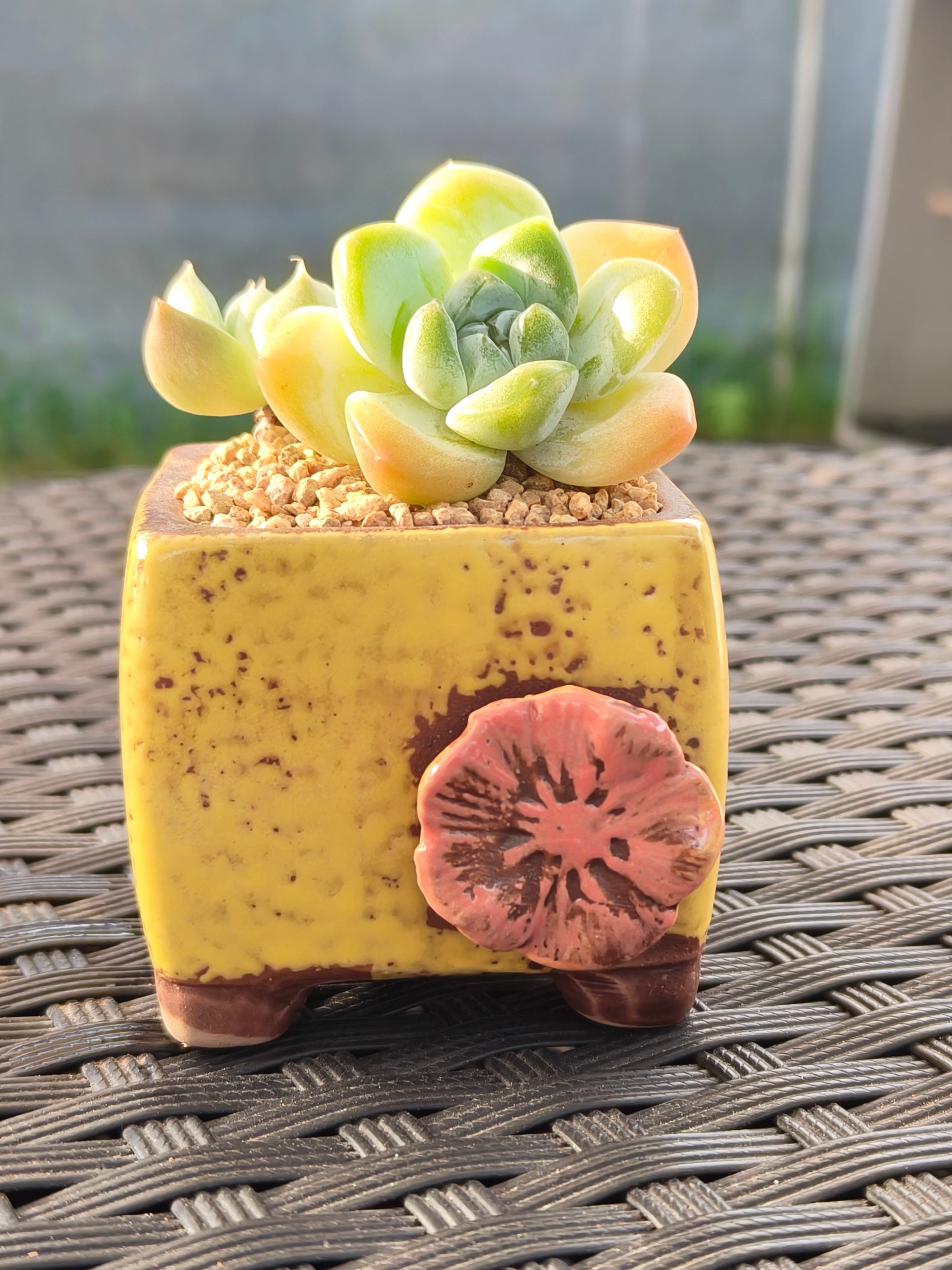 Succulent Ceramic Flowerpot Square Yellow Planter – Echeveria Ice Green - SlowBloomGreens