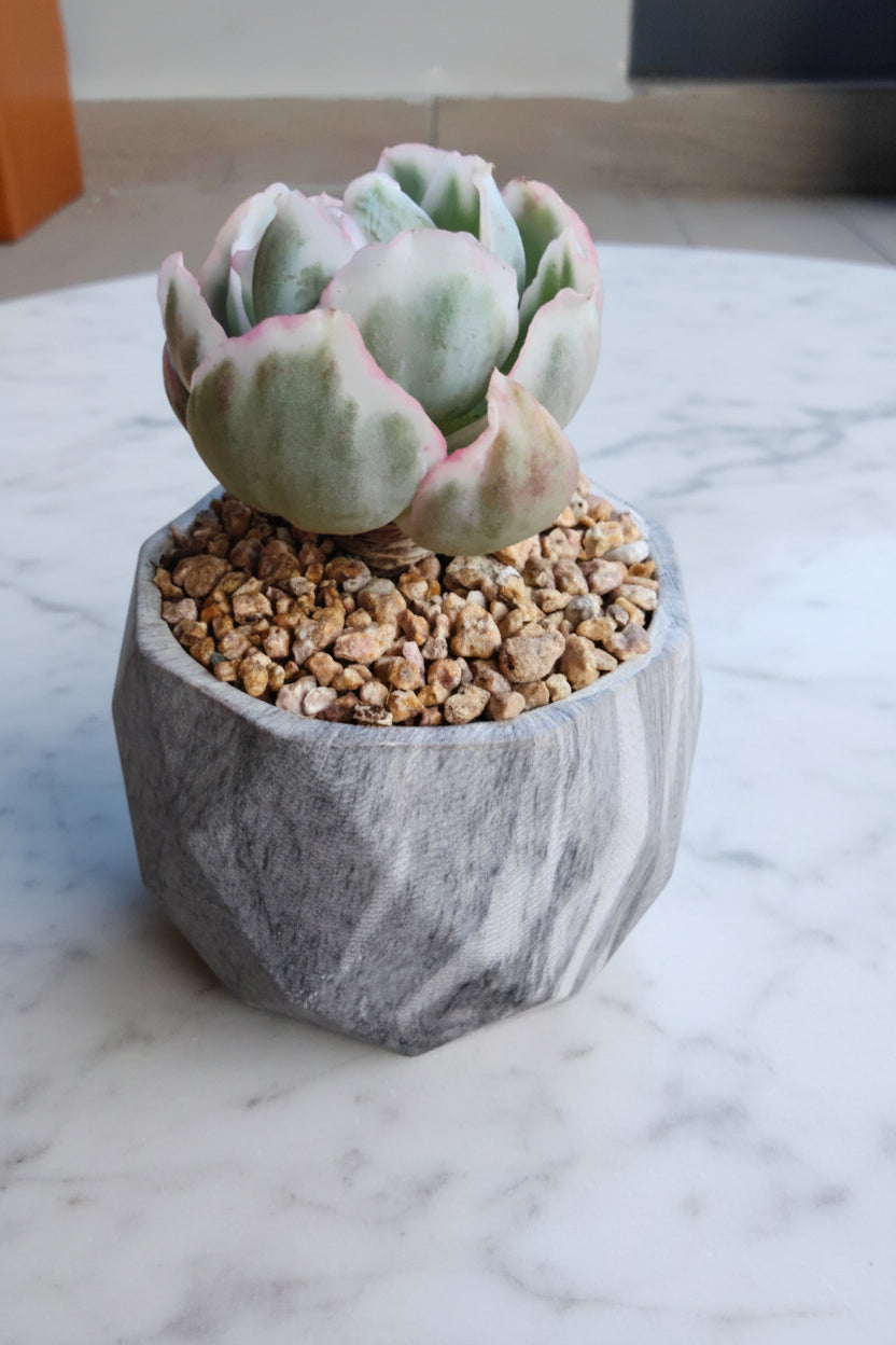Classic Marble Grey Planter – Echeveria 'Berkley Light' - SlowBloomGreens