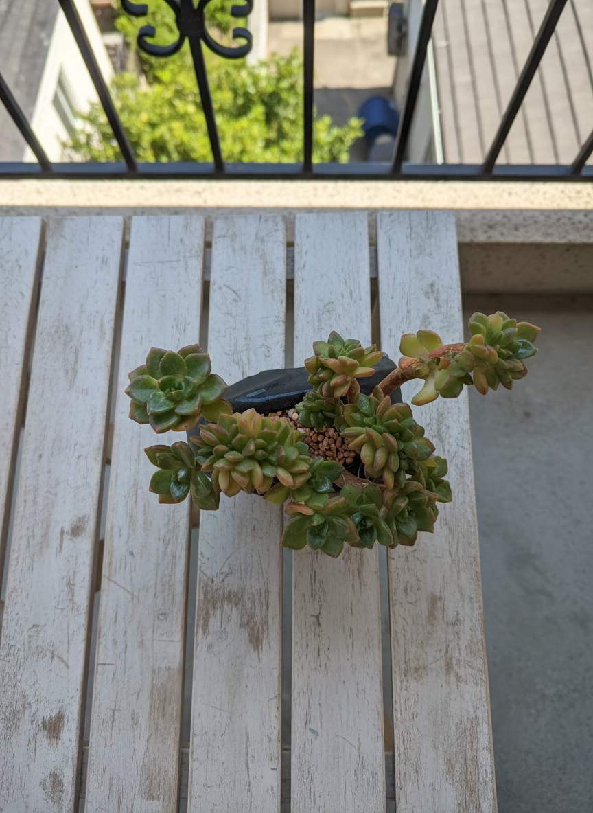 Succulent Petite Black Elephant Planter - Lety's Sedeveria - SlowBloomGreens