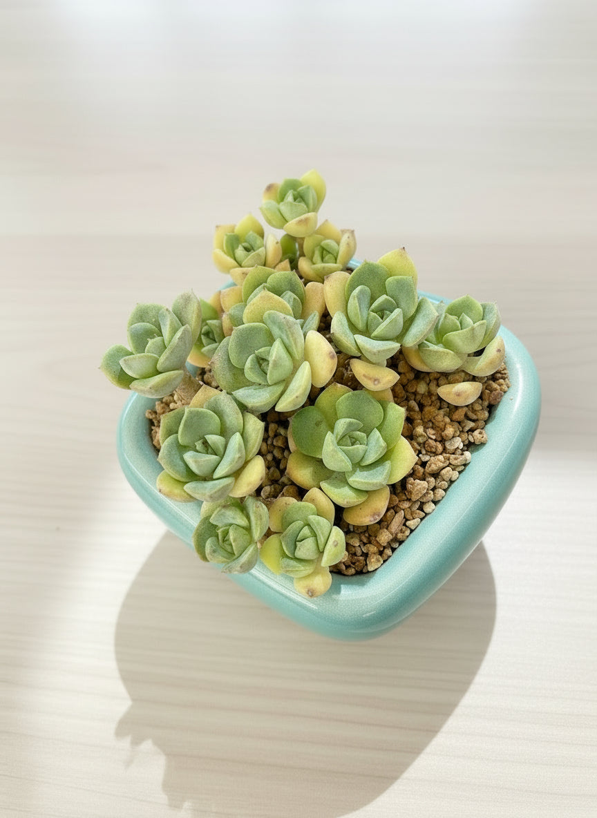 Succulent Zen Square Pastel Green Planter – Echeveria - SlowBloomGreens
