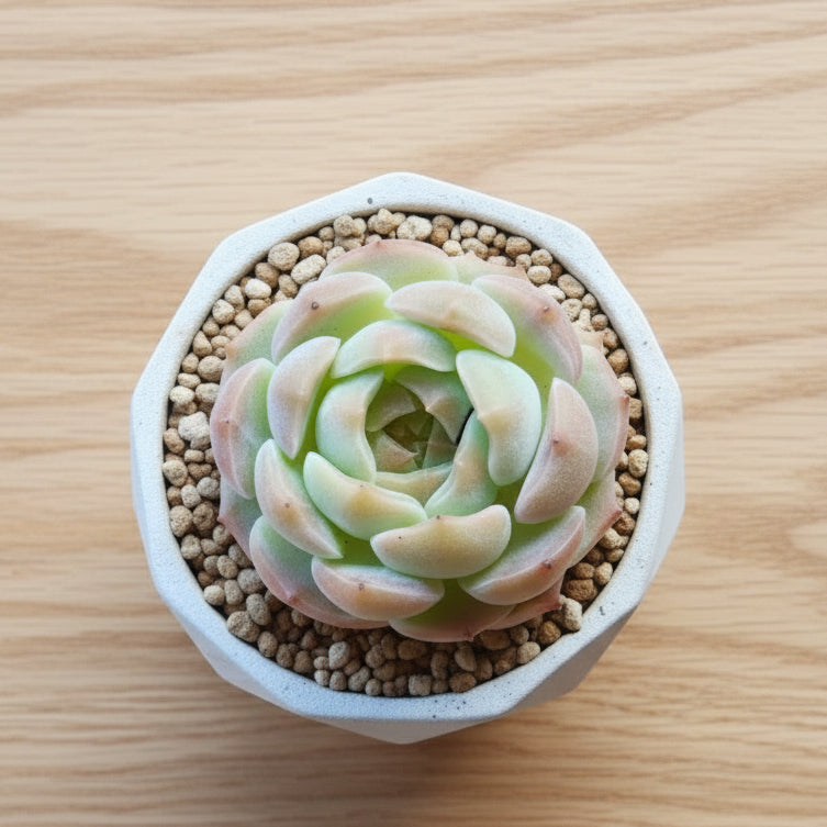 Classic Marble Orange Planter – Echeveria hybrid - SlowBloomGreens