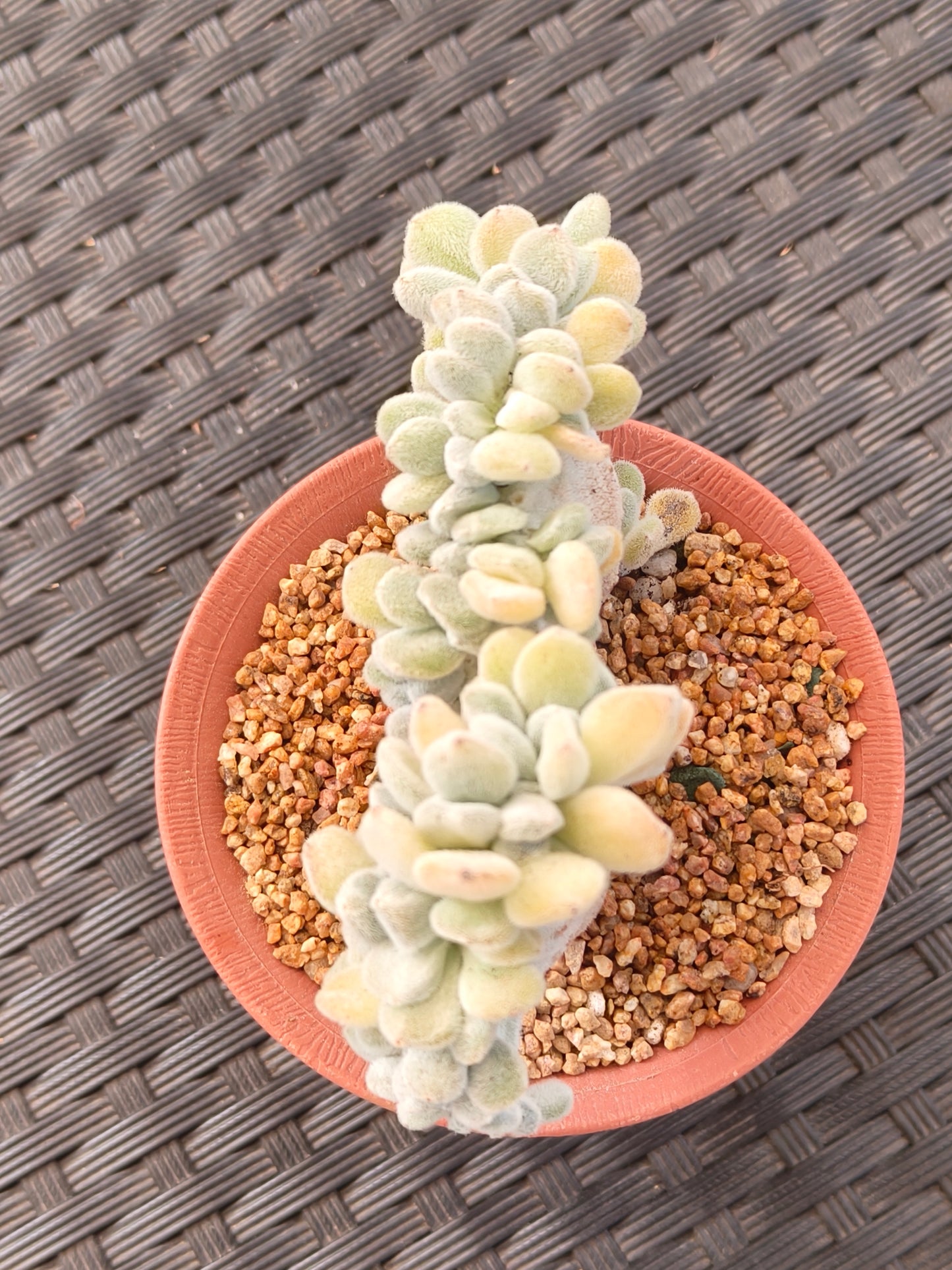 Succulent Starter Planter - Echeveria Pulvinata 'Frosty' f. cristata.