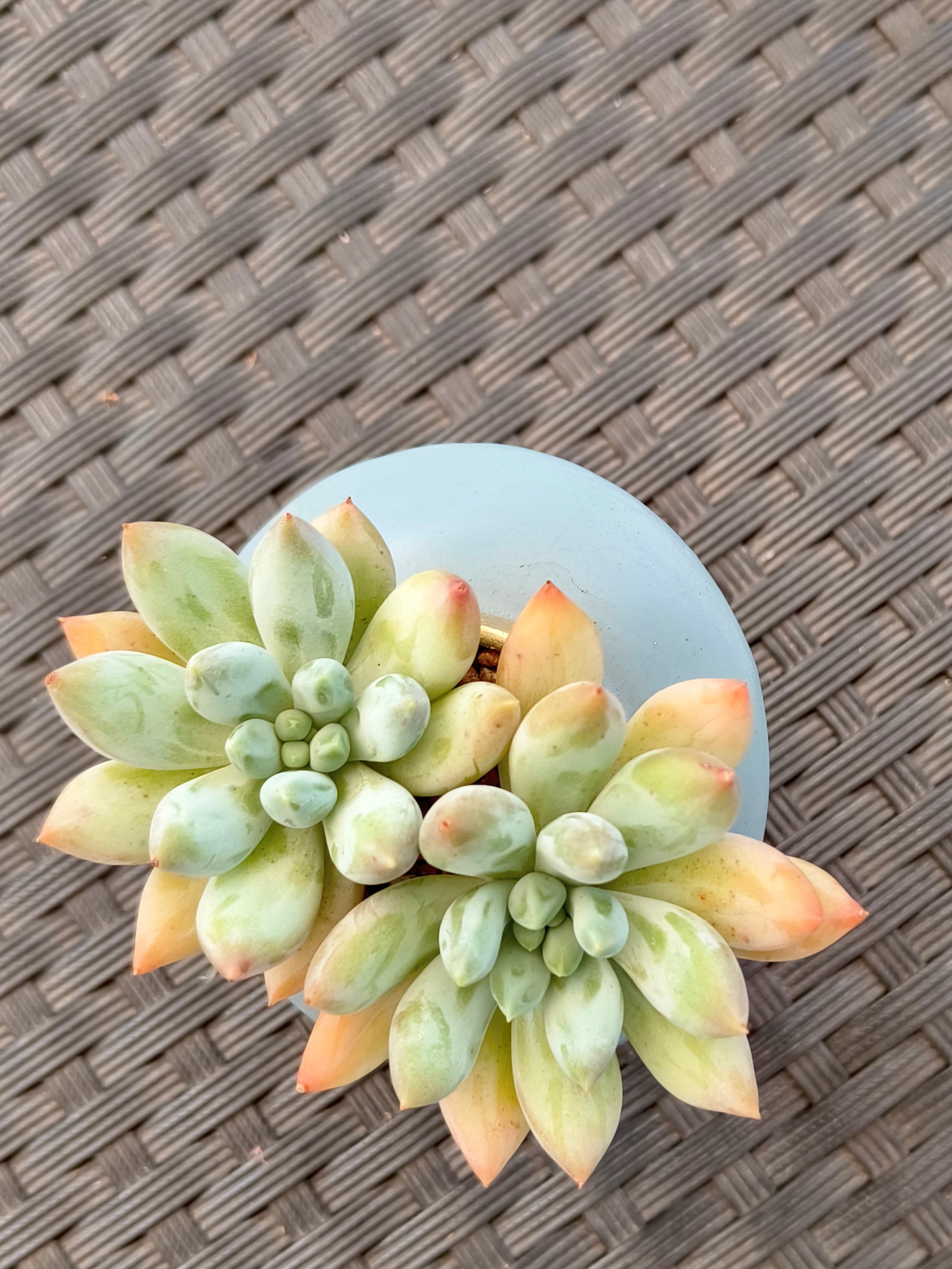 Succulent Girl Planter – Blowing Love with Pachyphytum 'Sky Beauty' - SlowBloomGreens