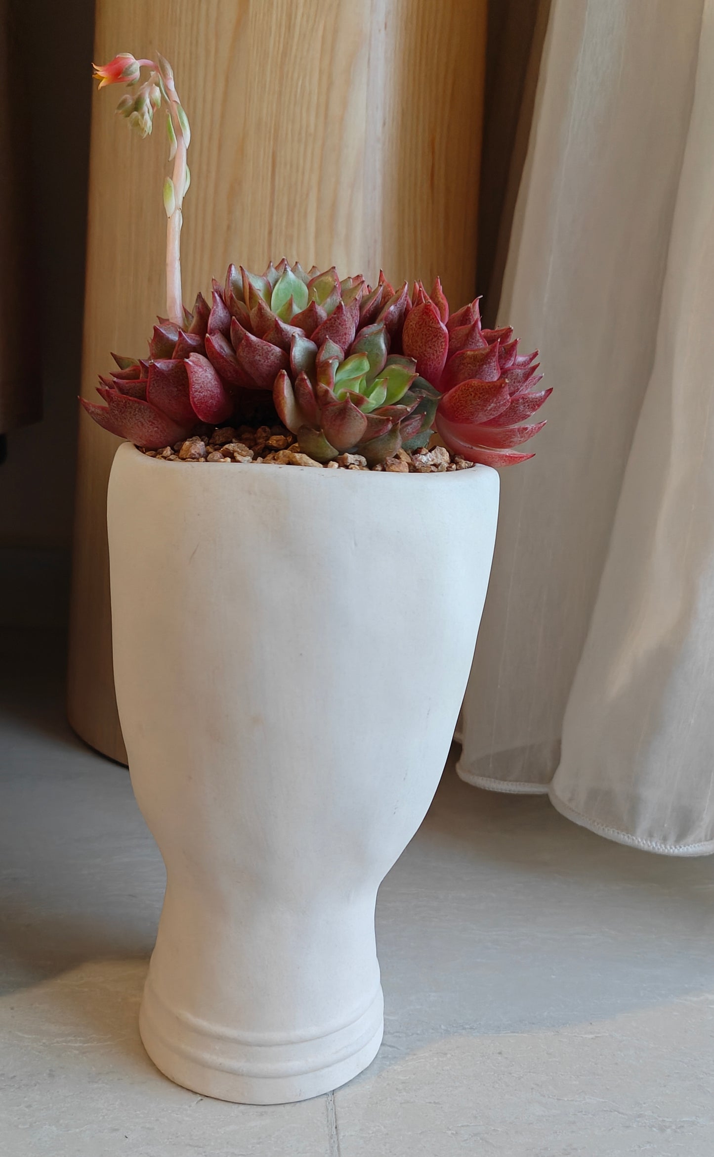 Succulent Serene Muse Face Planter – Echeveria Agavoides (4-Headed Blooming) - SlowBloomGreens