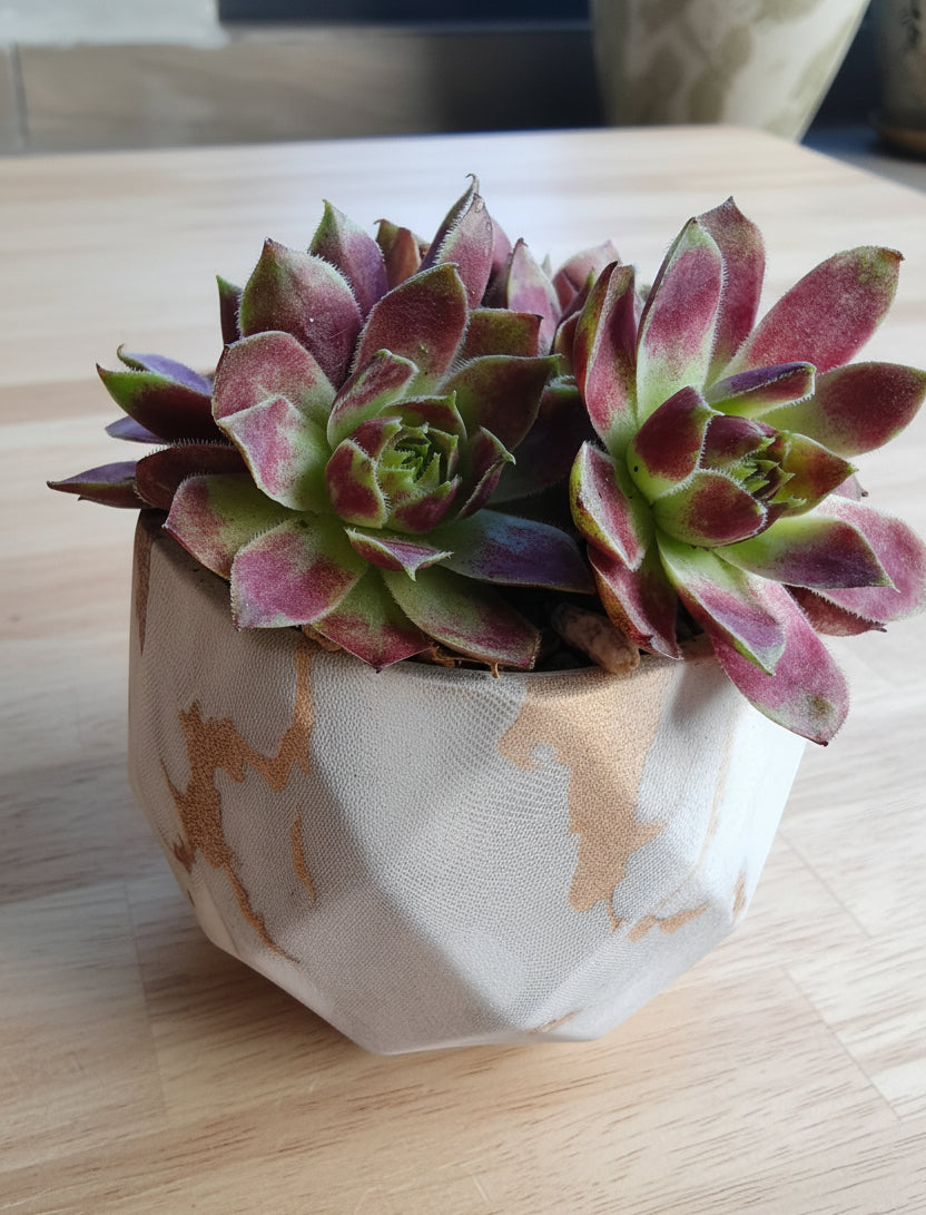 Classic Marble Gold Planter – Sempervivum 'Stansfieldii' (Hens & Chicks') - SlowBloomGreens