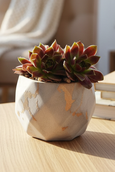 Classic Marble Gold Planter – Sempervivum 'Stansfieldii' (Hens & Chicks')