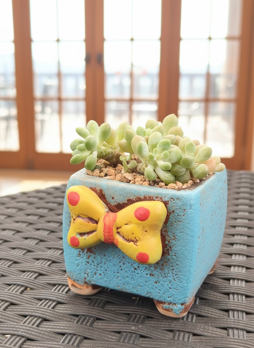 Succulent Festive Yellow Bow Square Planter – Tiscalatengo gorge sedum - SlowBloomGreens