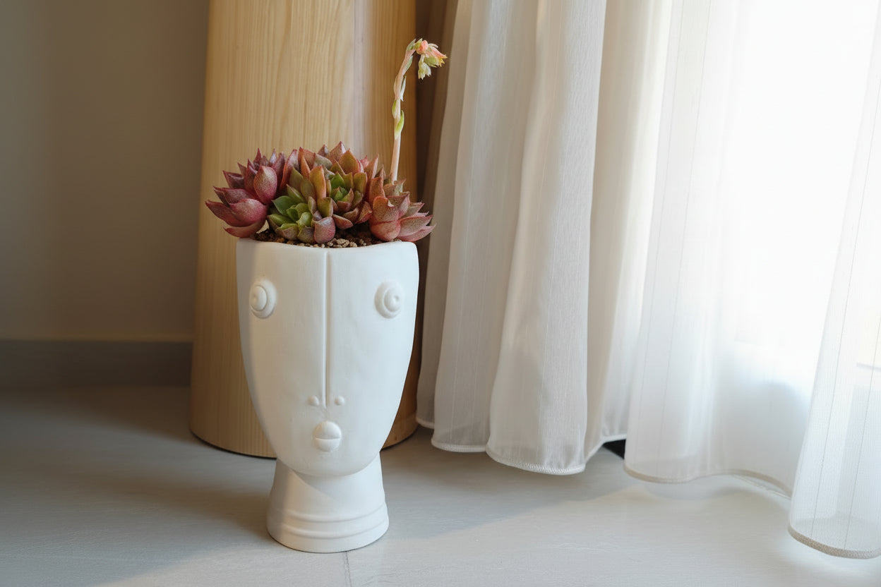 Succulent Serene Muse Face Planter – Echeveria Agavoides (4-Headed Blooming) - SlowBloomGreens