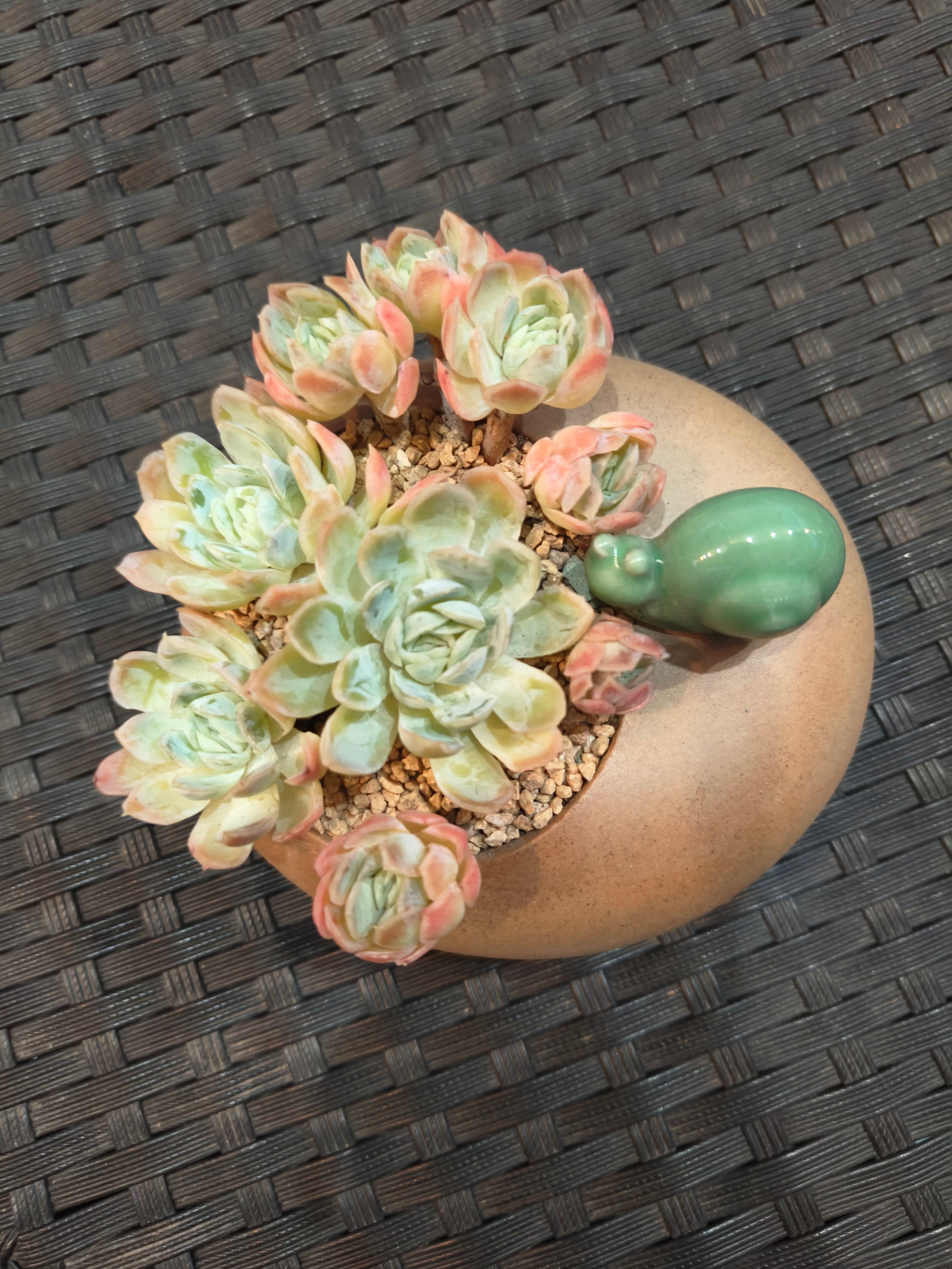 Succulent Snail Planter – Echeveria Suryeon - SlowBloomGreens
