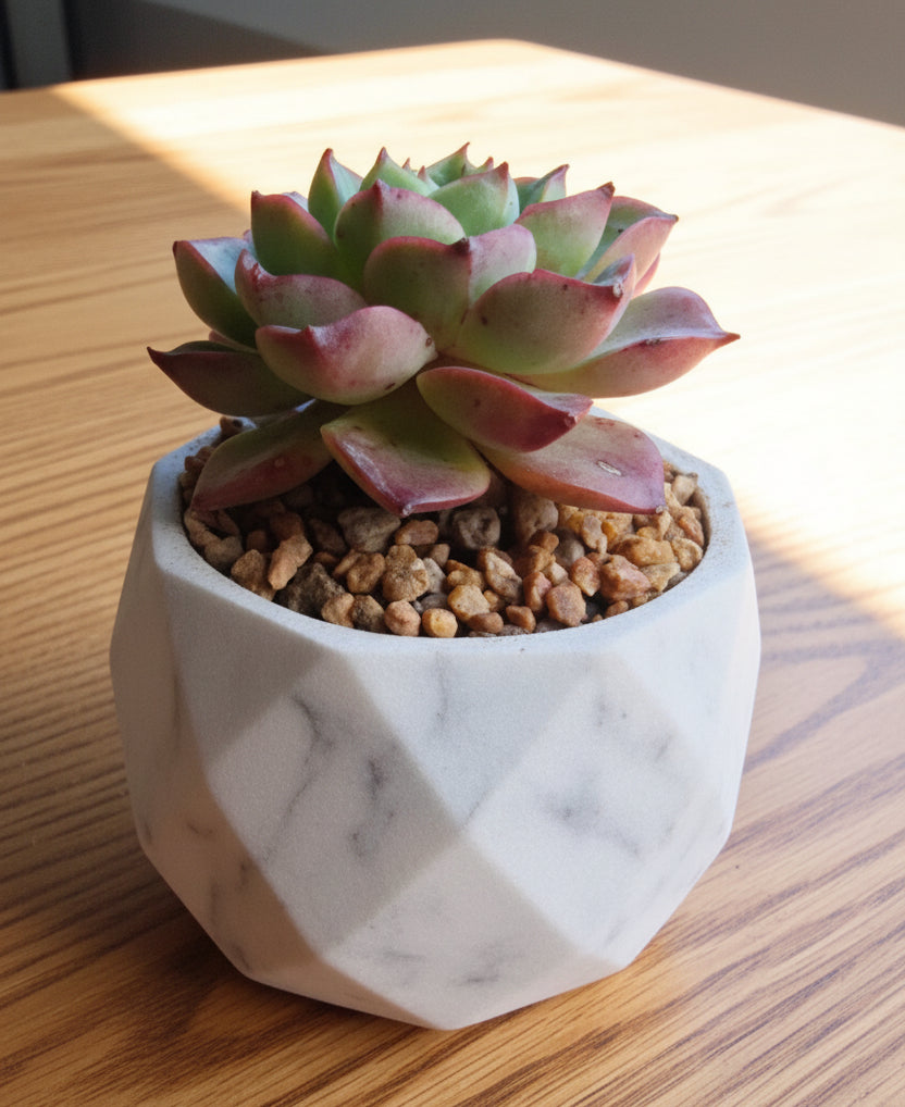 Classic Marble Ash Planter – Echeveria Agavoides - SlowBloomGreens