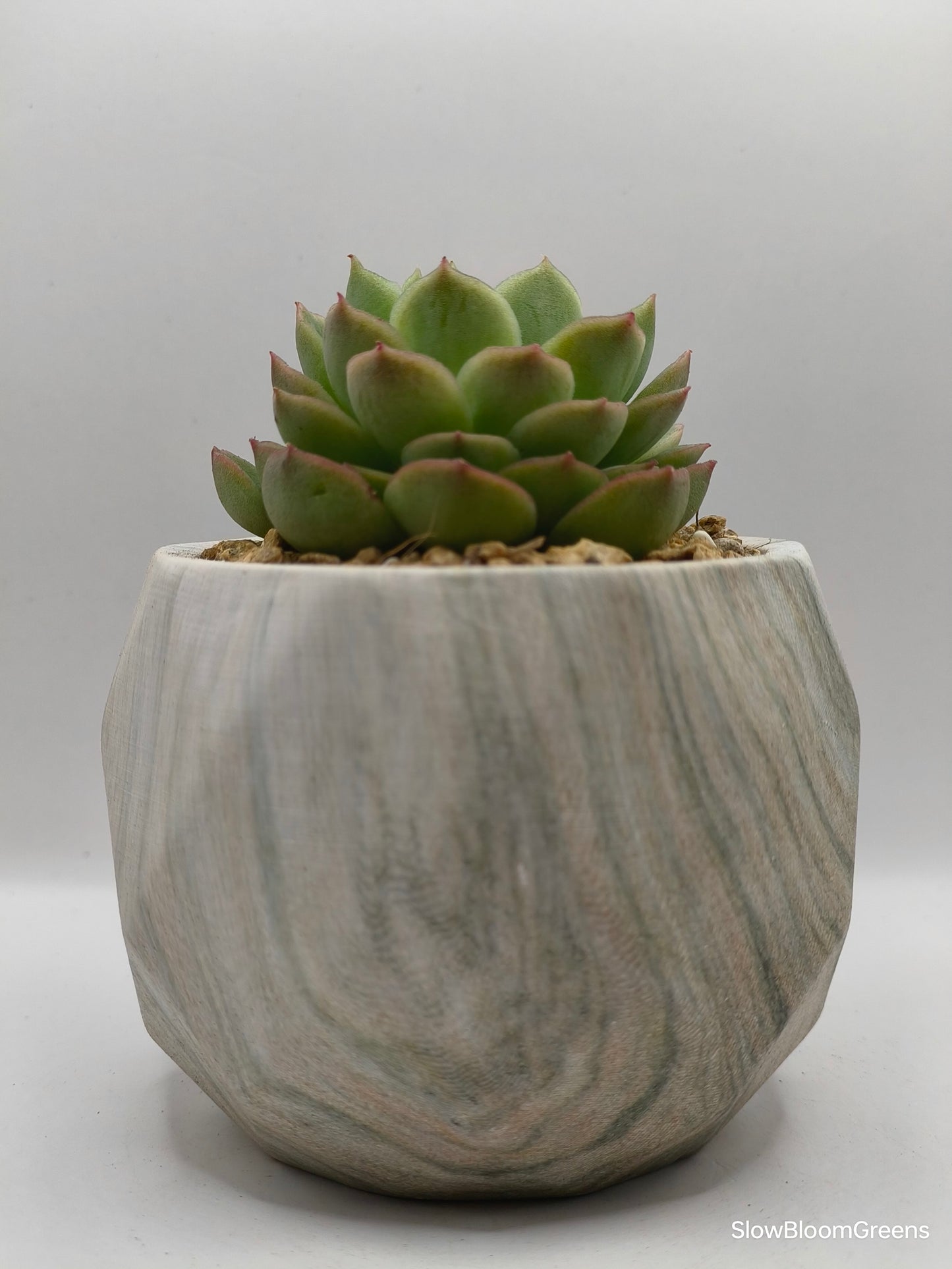 Succulent Classic Marble Earth Green Moss - SlowBloomGreens