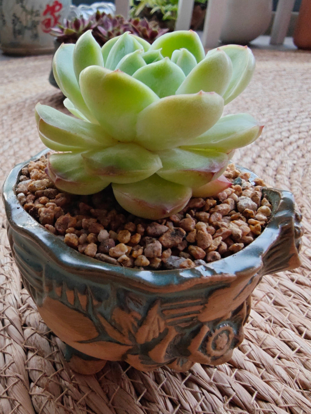 Vintage Teal Succulent Planter – Echeveria Elegans