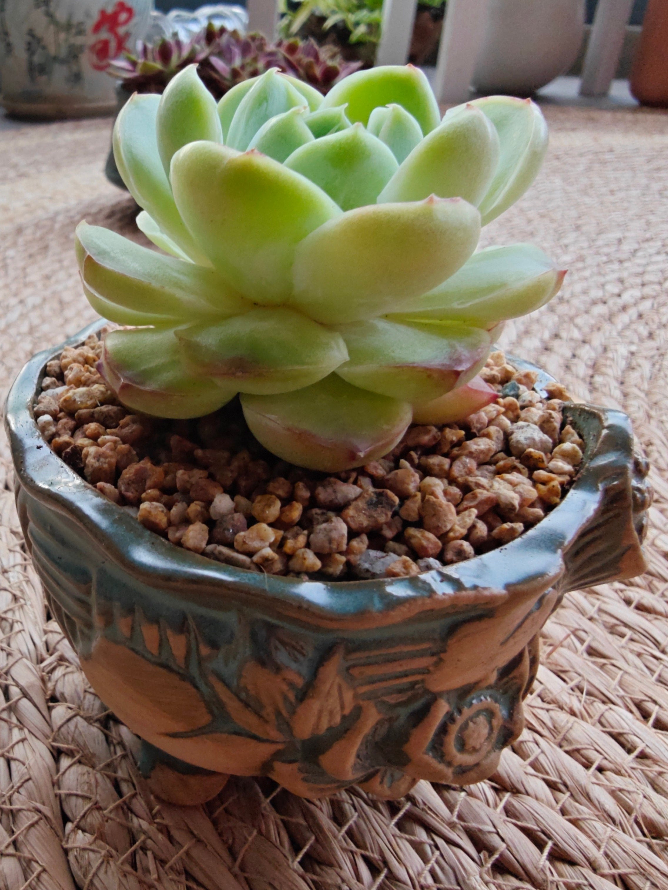 Vintage Teal Succulent Planter – Echeveria Elegans
