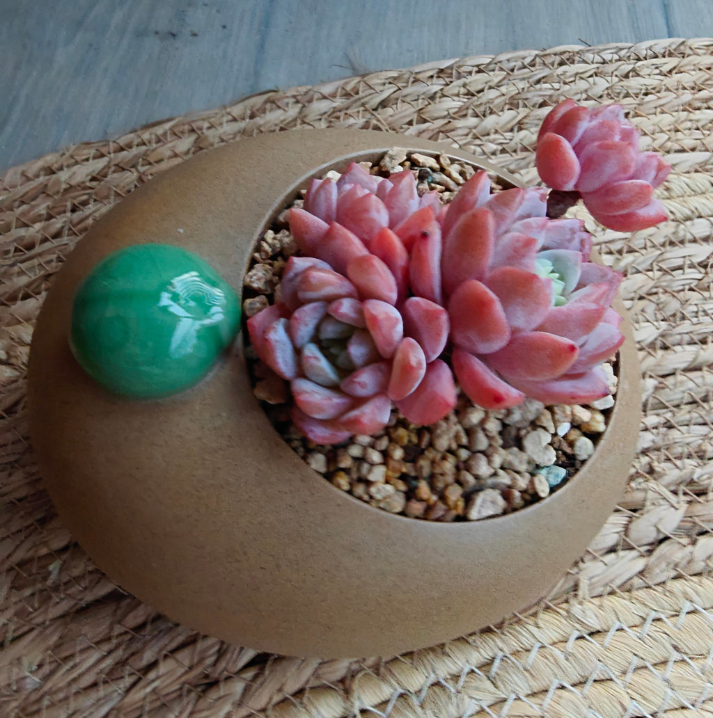Succulent Seven-Spotted Ladybug Planter – Echeveria 'Cherry Blossom' - SlowBloomGreens
