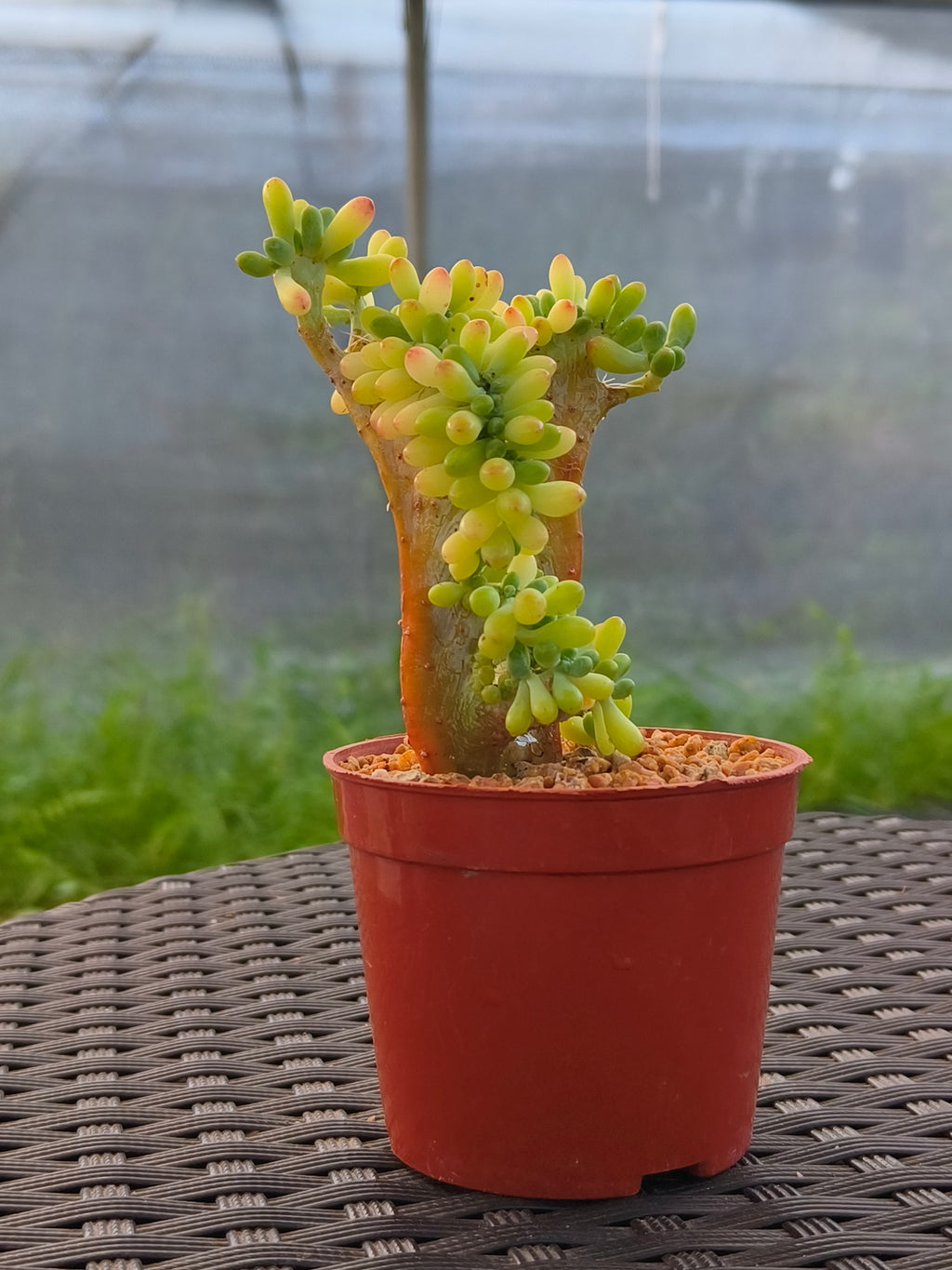 Succulent Starter Planter - Sedum Pachyphyllum 'Jellybeans' - SlowBloomGreens