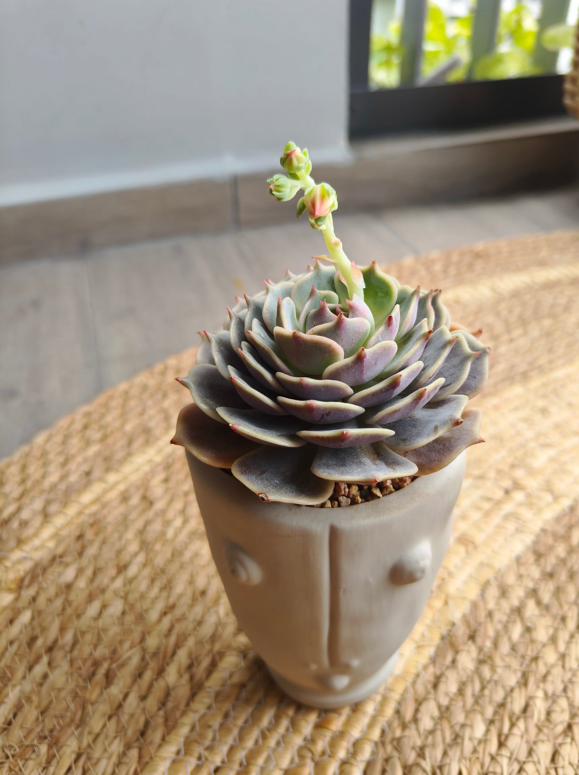 Succulent Serene Muse Face Planter – Echeveria ‘Lola’ - SlowBloomGreens