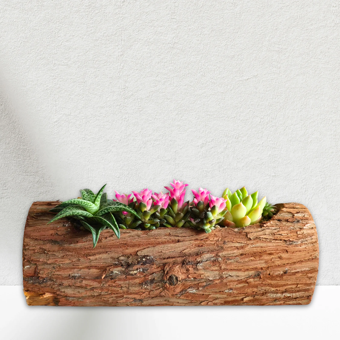 Customised Succulents arrangement 🌿 Natural Wood Planter