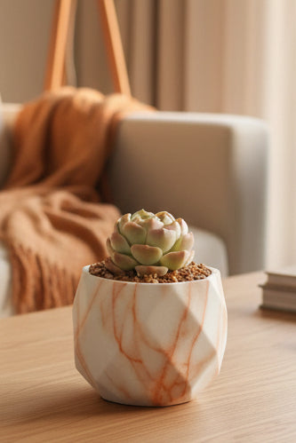 Classic Marble Orange Planter – Echeveria hybrid