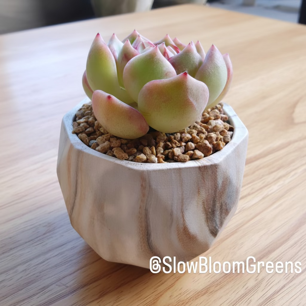 Classic Marble Brown Planter – Echeveria Hybrid - SlowBloomGreens