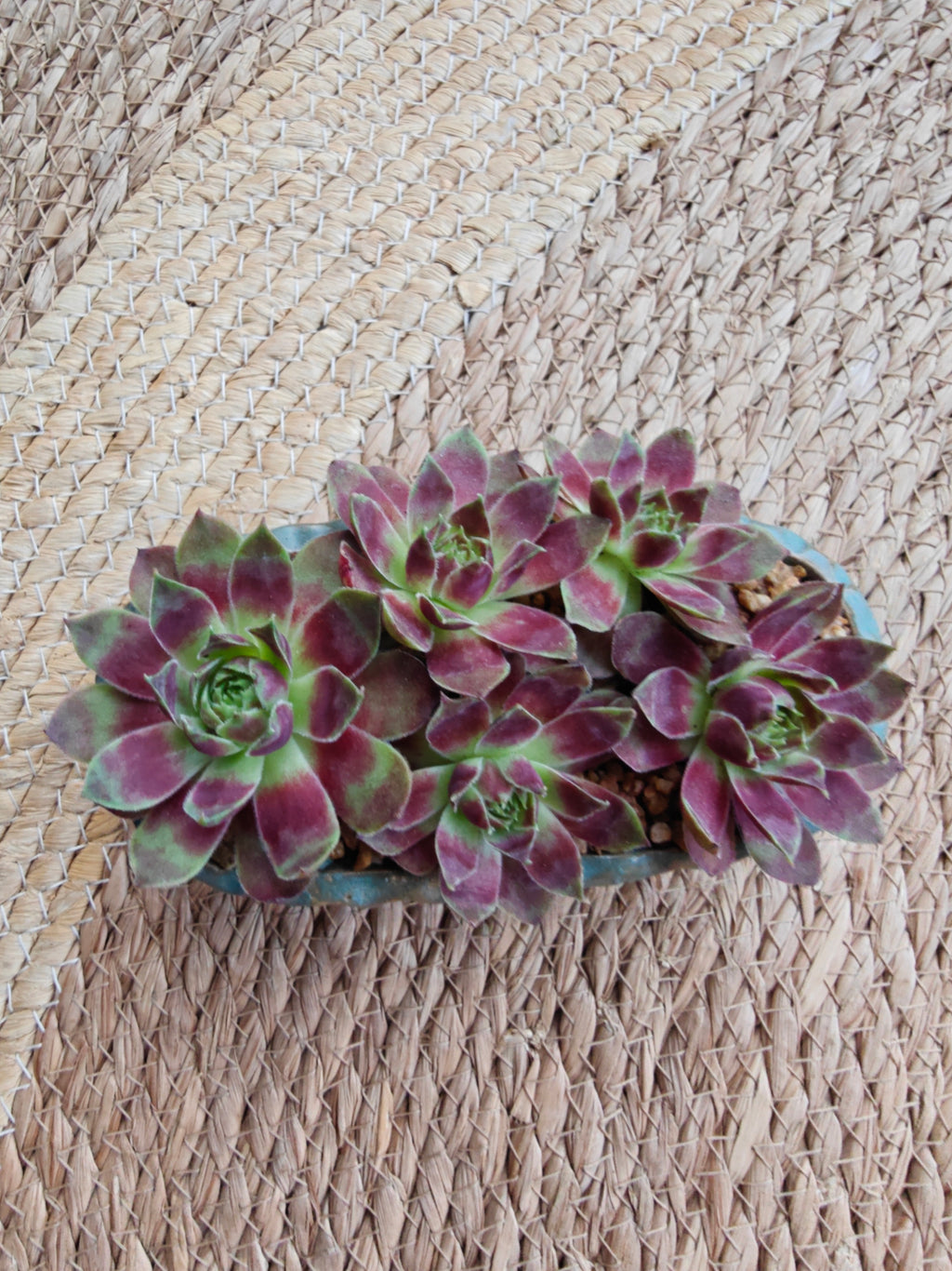 Vintage Teal Succulent Planter – Sempervivum 'Stansfieldii' (Hens & Chicks') - SlowBloomGreens