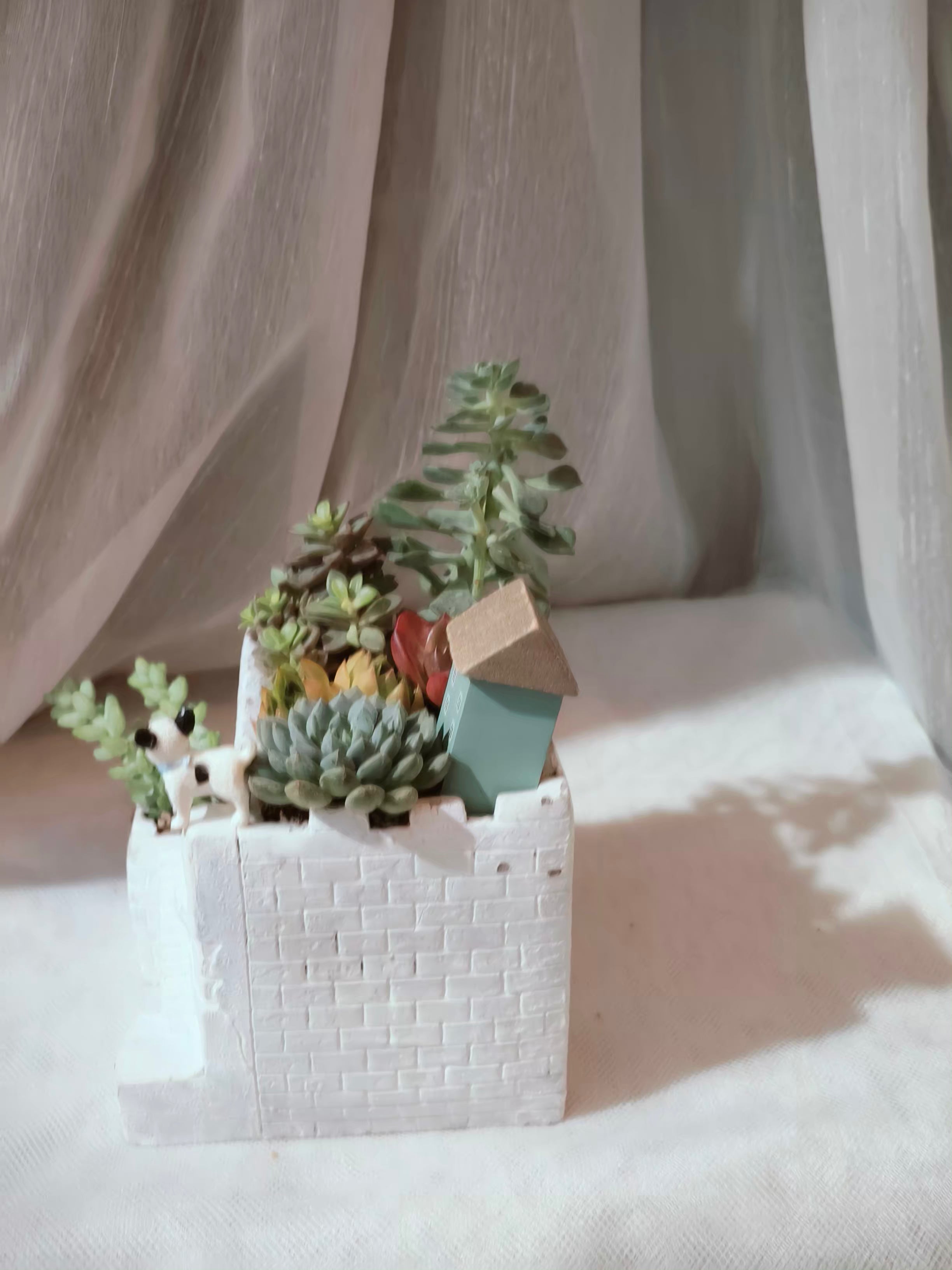 Succulent Sakura Blue - Sedum Lucidum - SlowBloomGreens