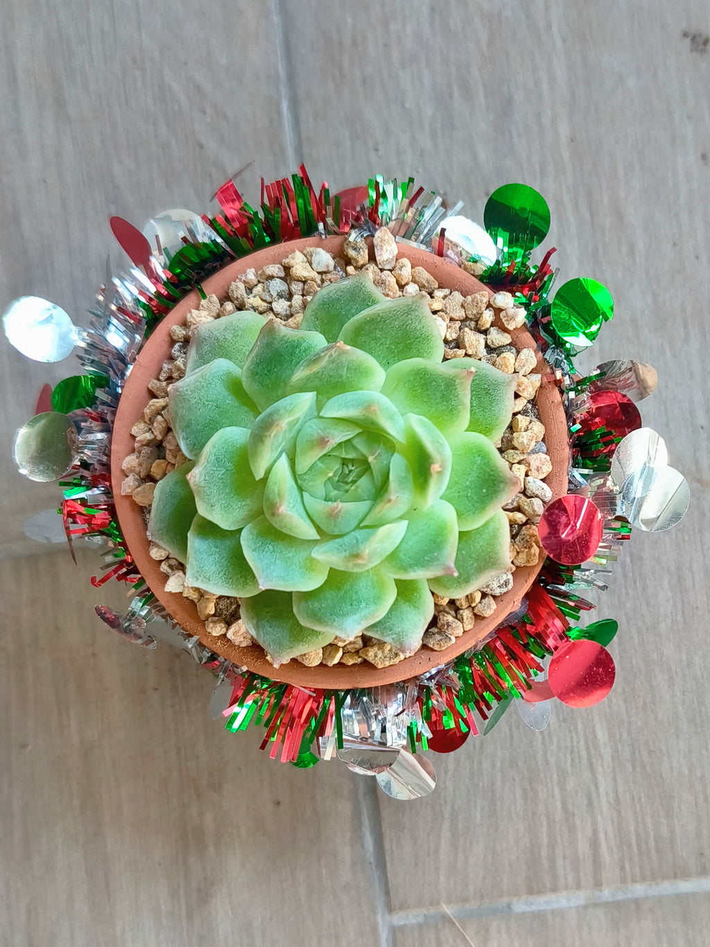 Succulent Simply Blessed Festive Terracotta (S) - Assorted Succulent - SlowBloomGreens