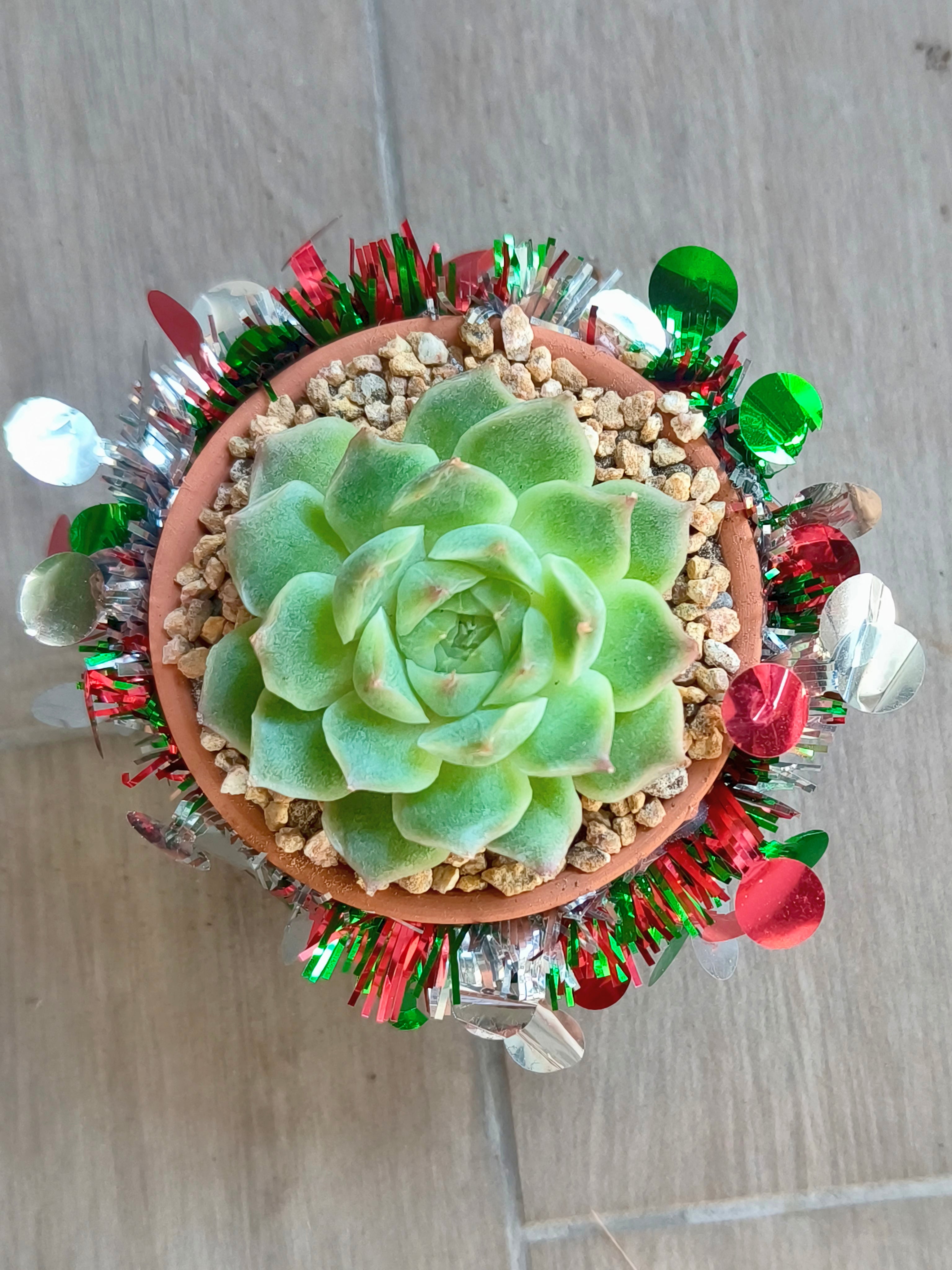 Succulent Simply Blessed Festive Terracotta (S) - Assorted Succulent - SlowBloomGreens