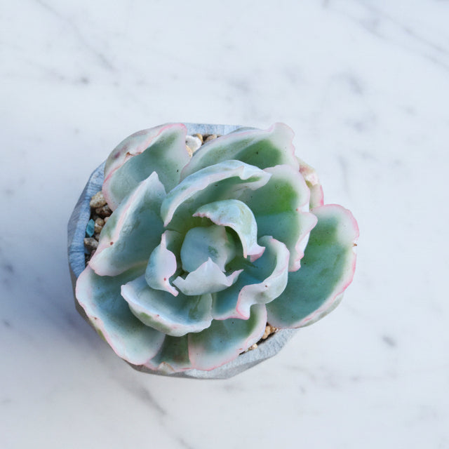 Classic Marble Grey Planter – Echeveria 'Berkley Light' - SlowBloomGreens