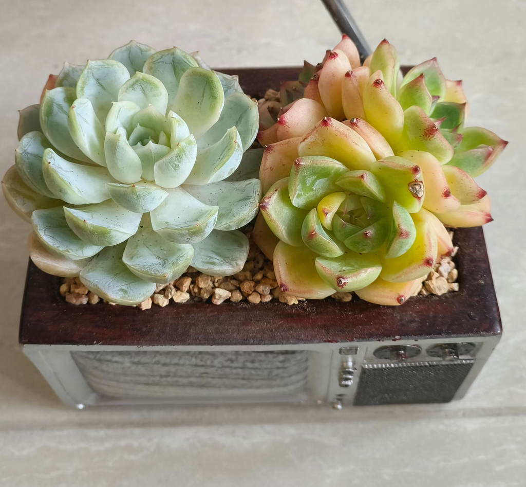 Succulent Retro TV Planter – Echeveria Hybrid - SlowBloomGreens