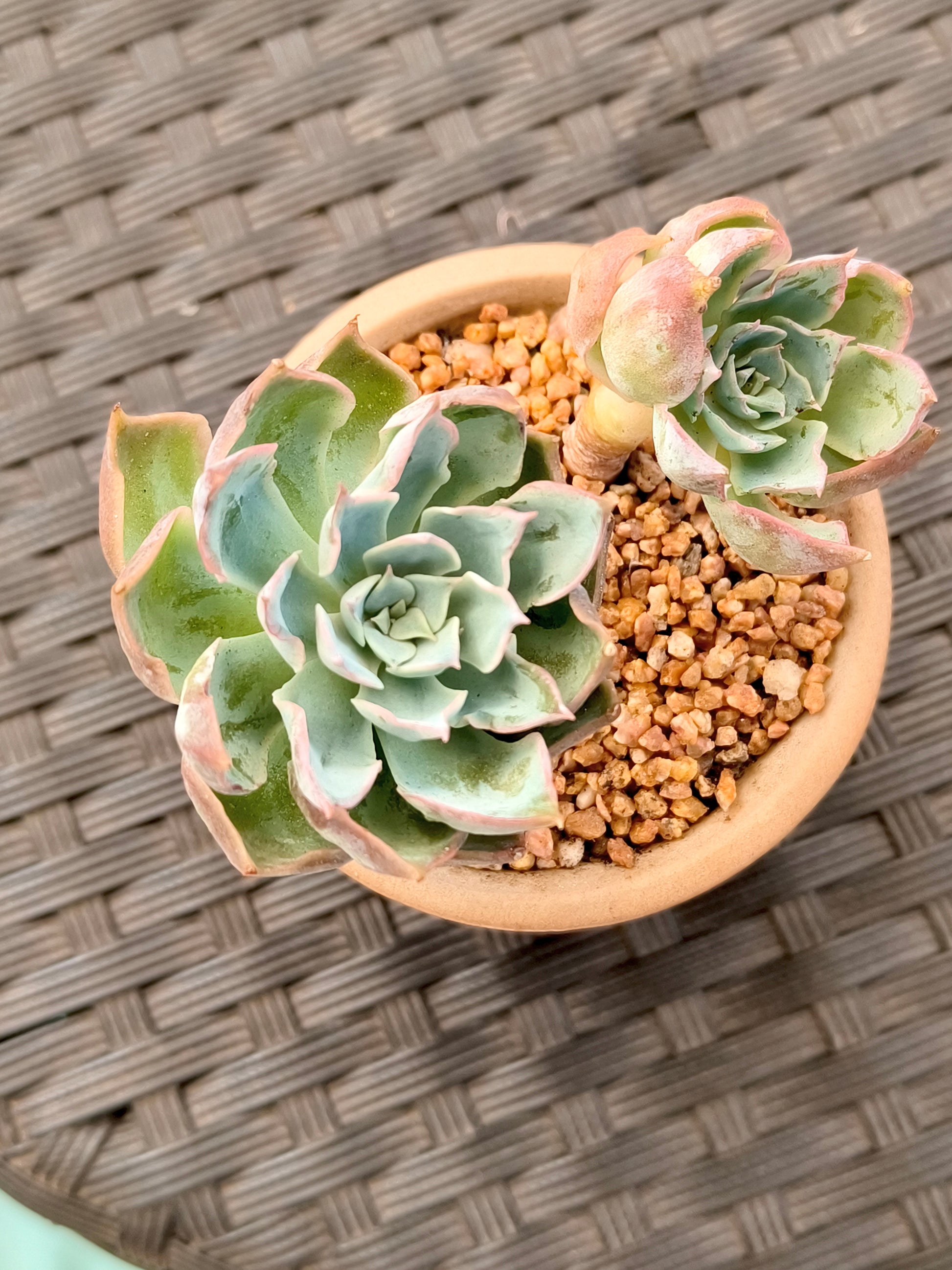 Succulent Rustica Mahogany Planter – Echeveria Peacockii - SlowBloomGreens