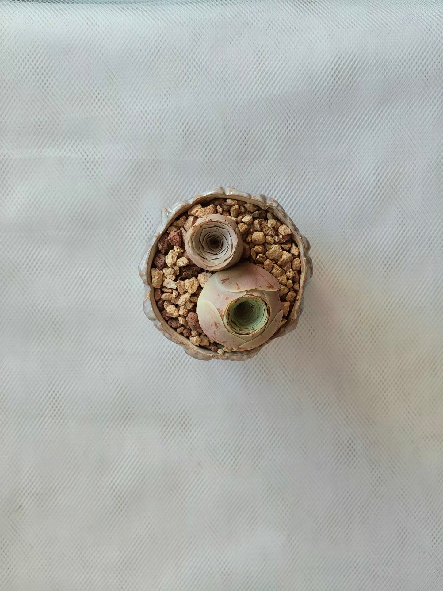 Succulent Lilac Ombre Rustic Planter – Egg Mountain Rose - SlowBloomGreens