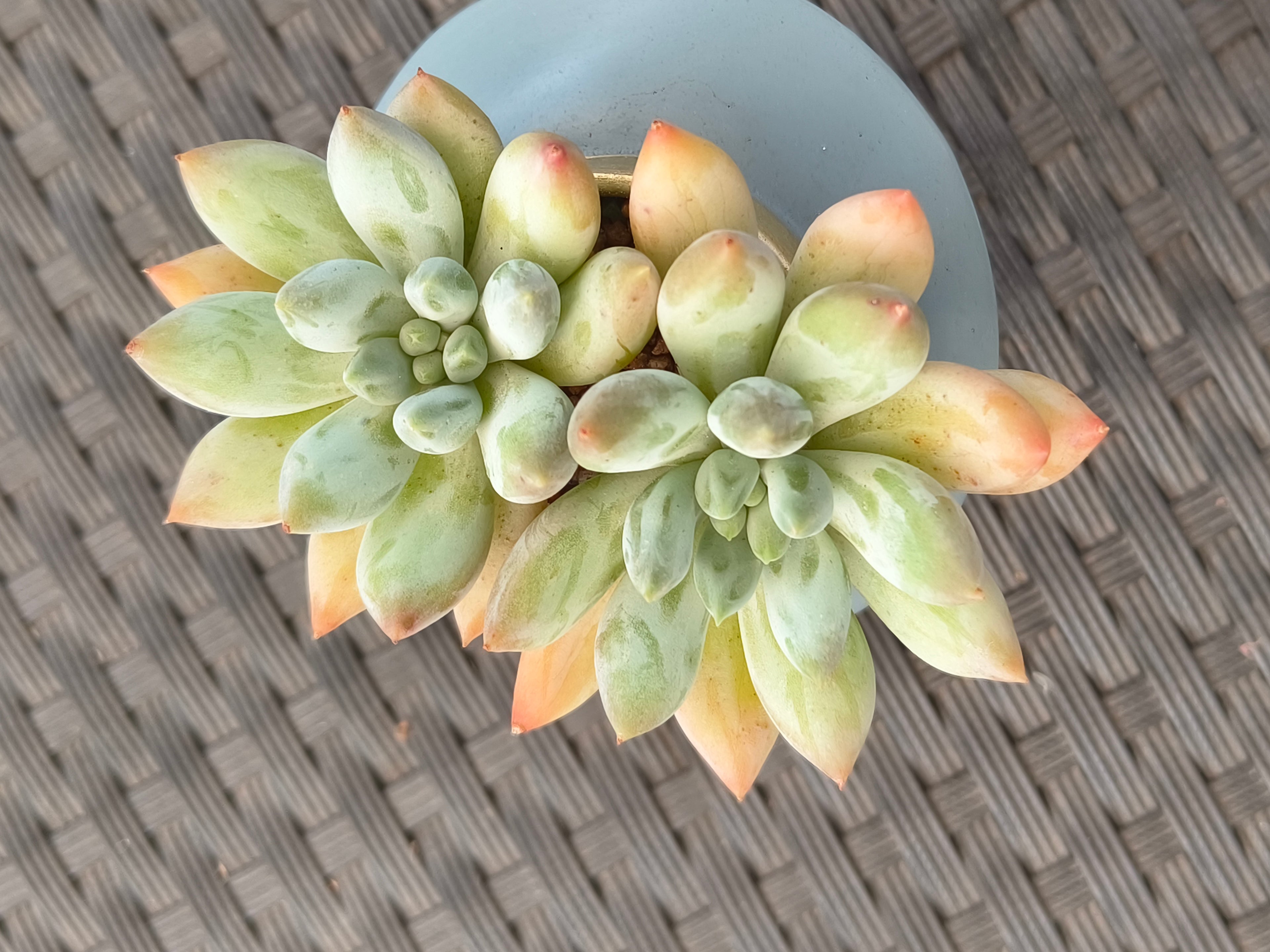 Succulent Girl Planter – Blowing Love with Pachyphytum 'Sky Beauty' - SlowBloomGreens