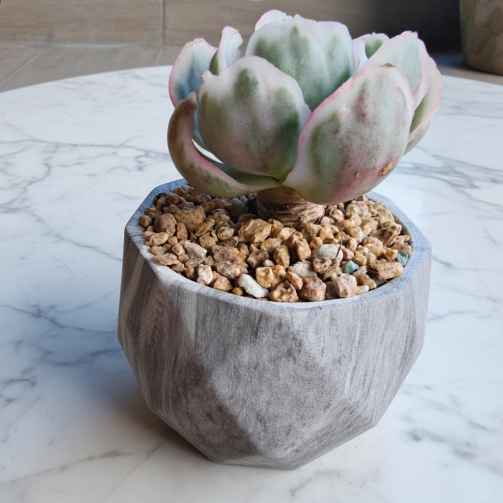 Classic Marble Grey Planter – Echeveria 'Berkley Light' - SlowBloomGreens